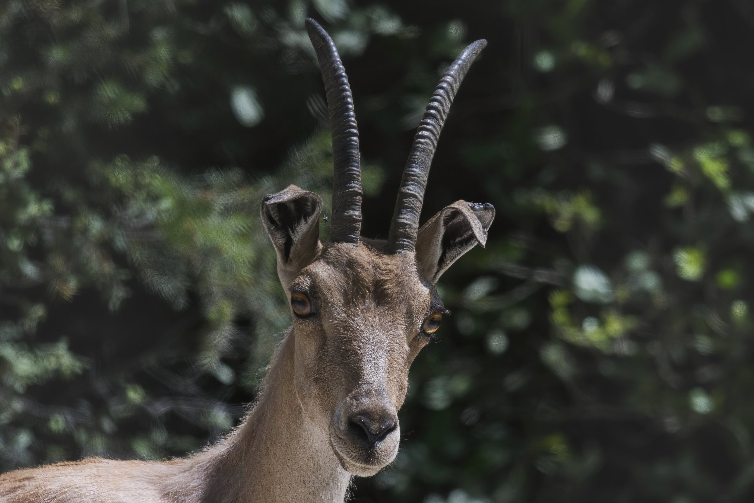 Nubian Ibex