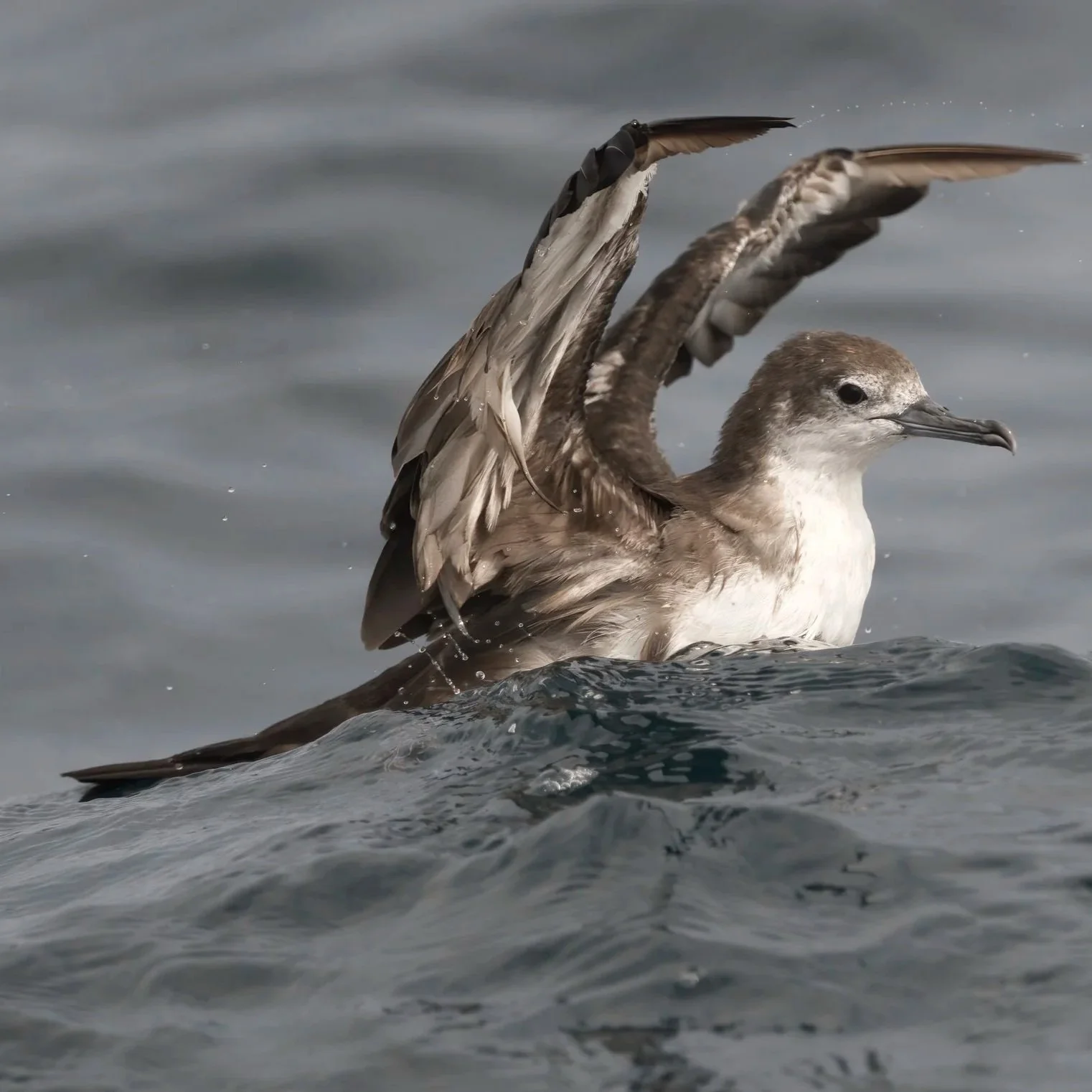 Birds of Eurasia
