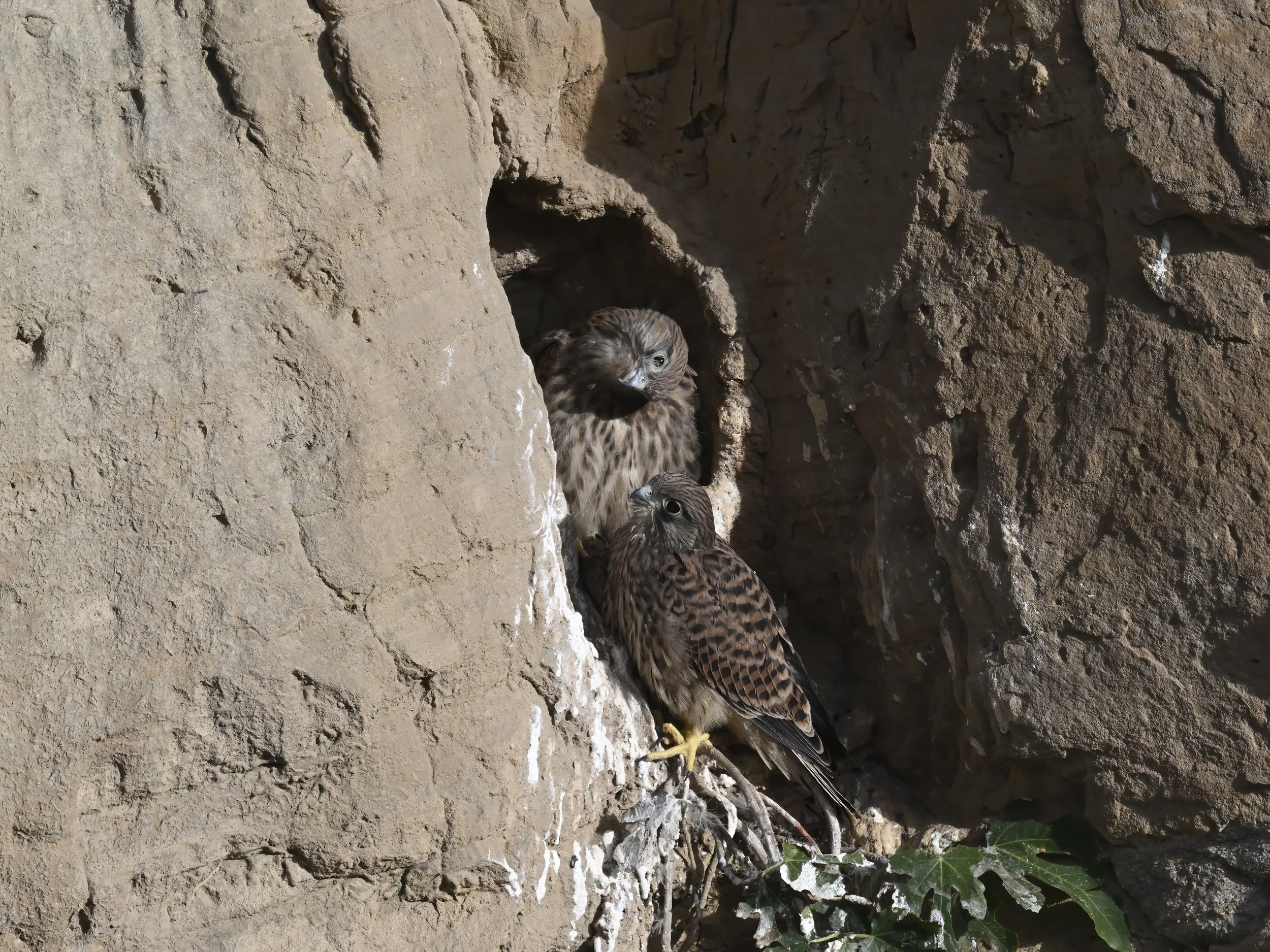 Birds of prey fledging
