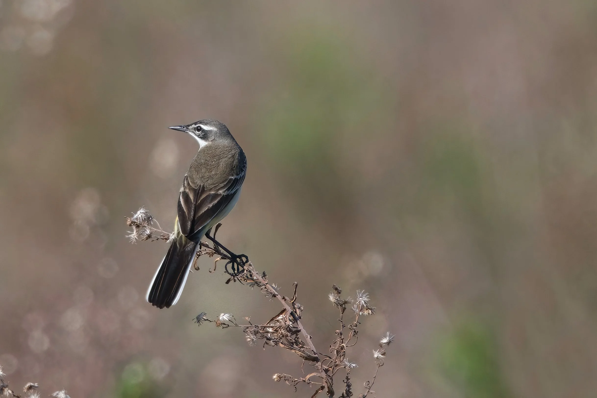 Eastern Yellow Wagtail D52_9237.jpeg
