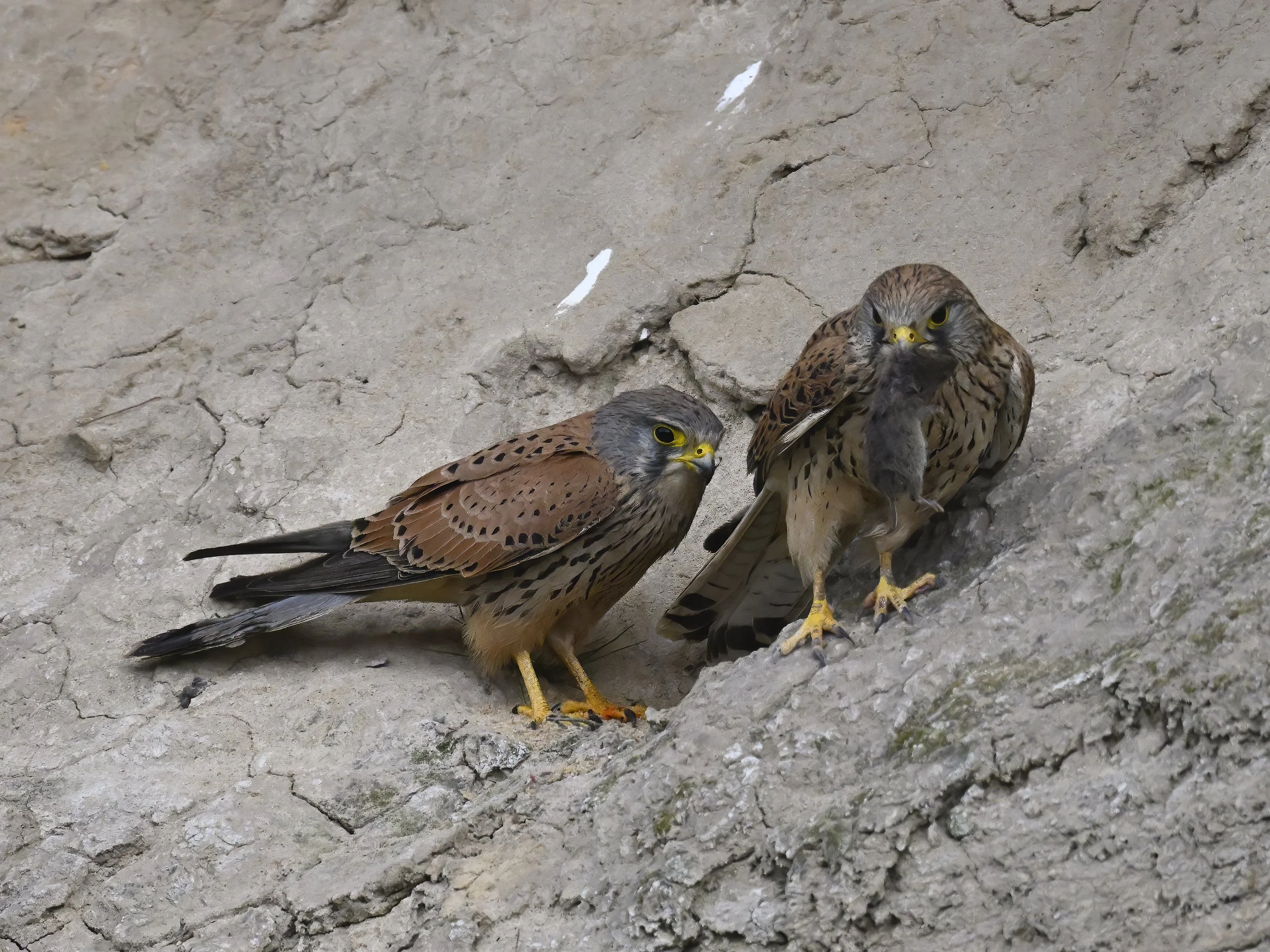 Birds of prey middle east