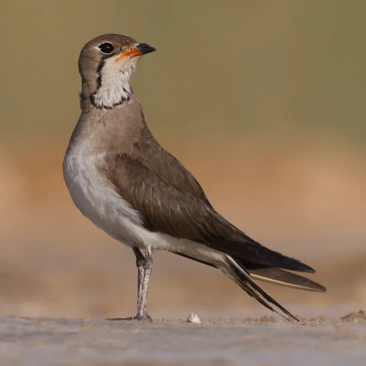 Collared Pratincole photographed at Ajban Farms, Abu Dhabi