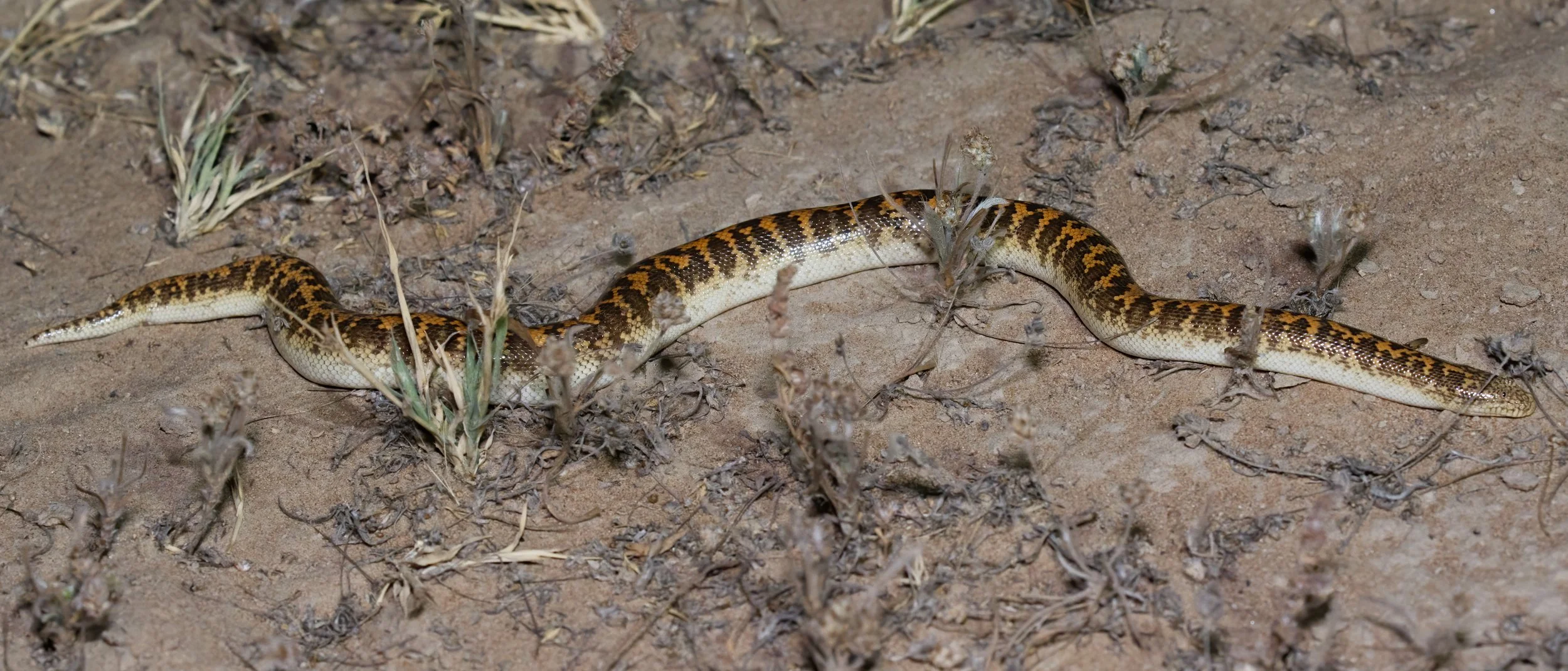 Arabian Sand Boa_Z090691.jpeg