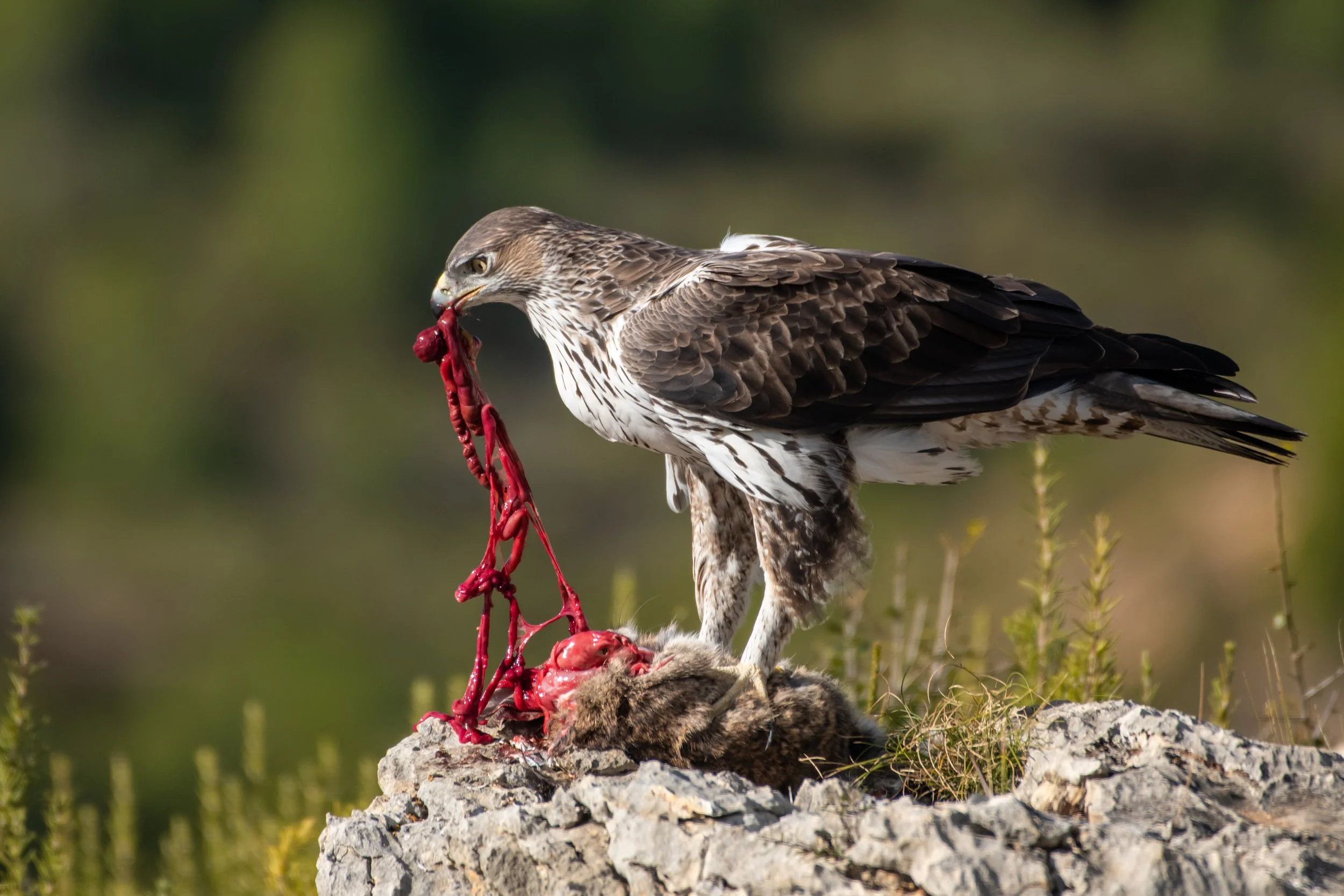 Bonelli Eagle - Spain Wildlife