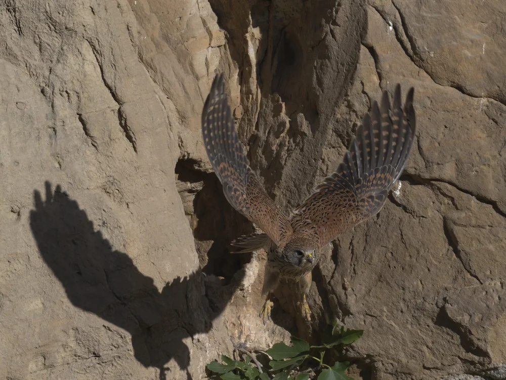 Eurasian Kestrel — Eurasian Kestrel Leaving The Nest