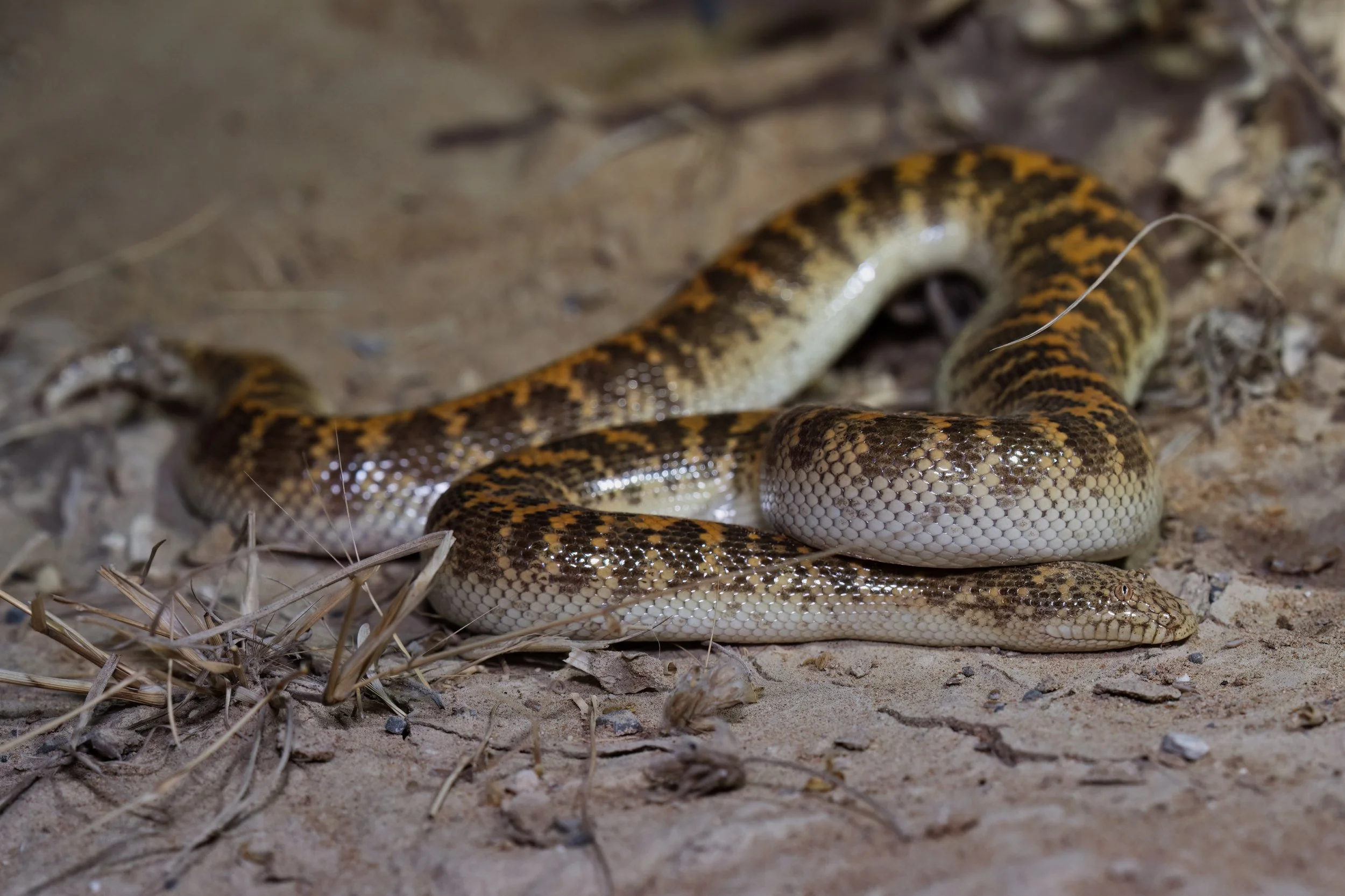 Arabian Sand Boa (Eryx jayakari)