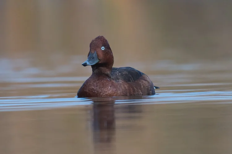 Ferruginous Duck, Lebanon