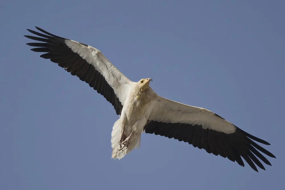 Egyptian Vulture Colony Jebel Hafeet UAE