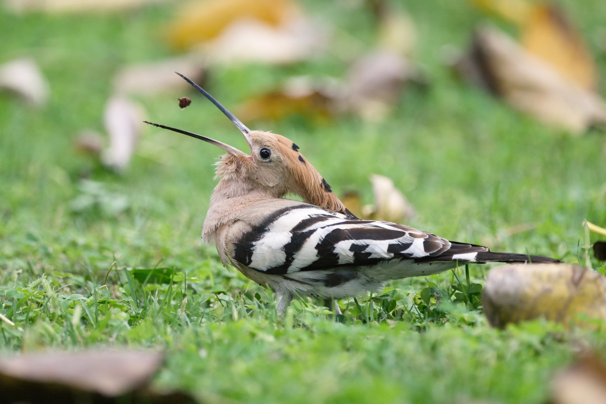 Eurasian Hoopoe (هدهد أوراسي)