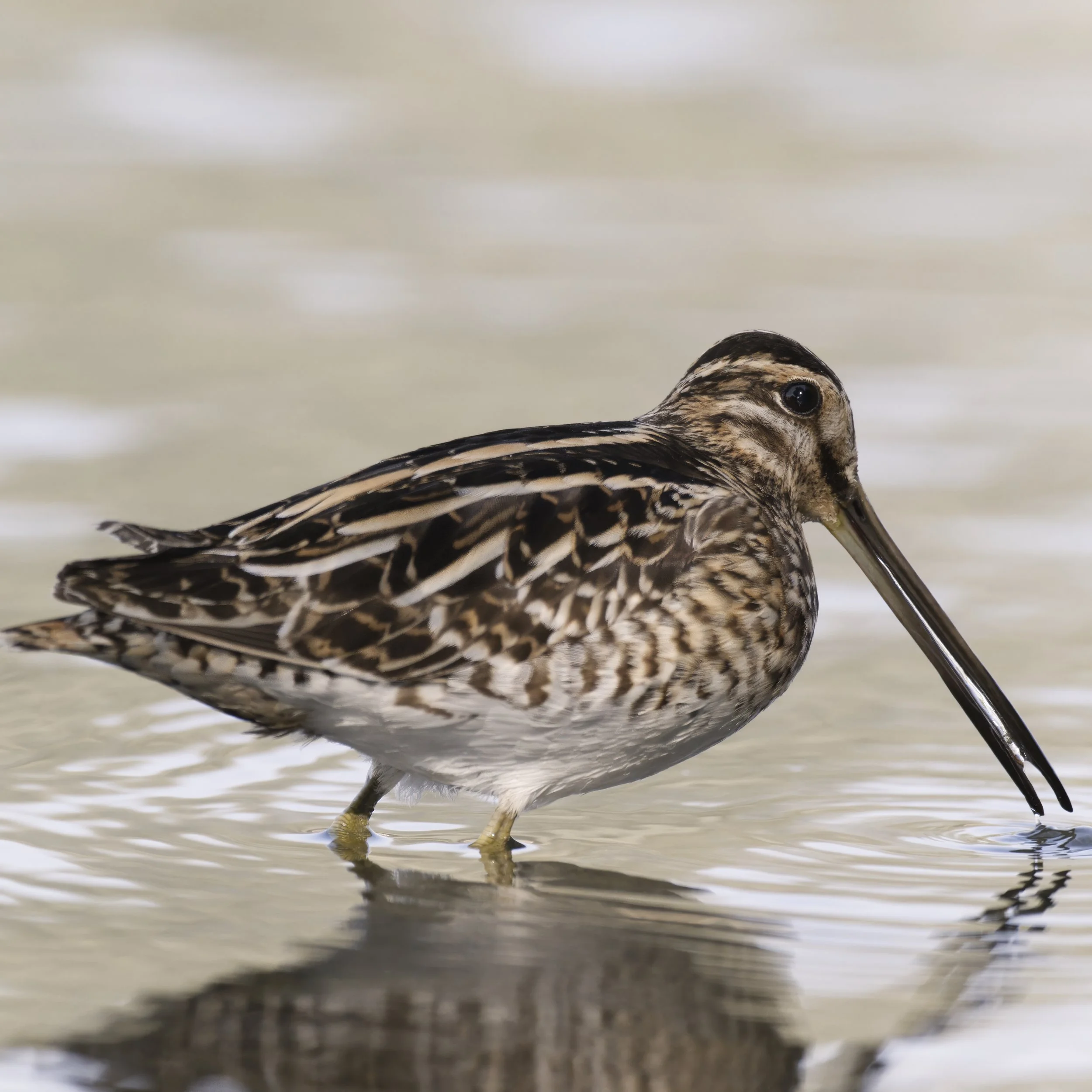 Common Snipe (Gallinago gallinago)