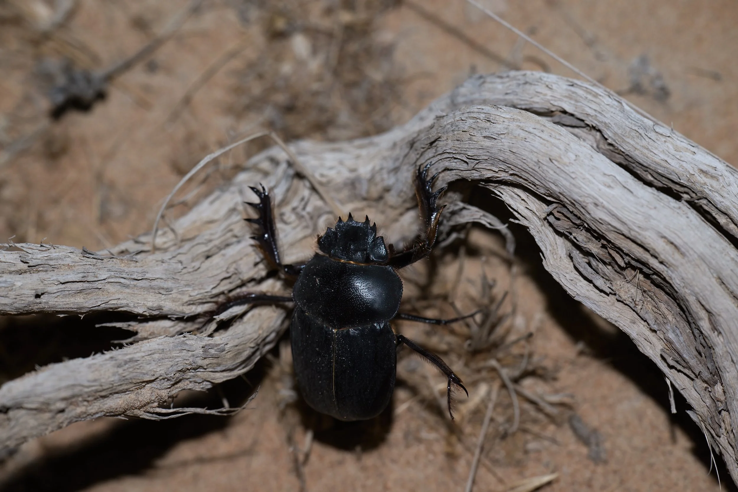 Rolling Dung Beetle | خنفساء الروث المتدحرجة | Scarabaeus cristatus