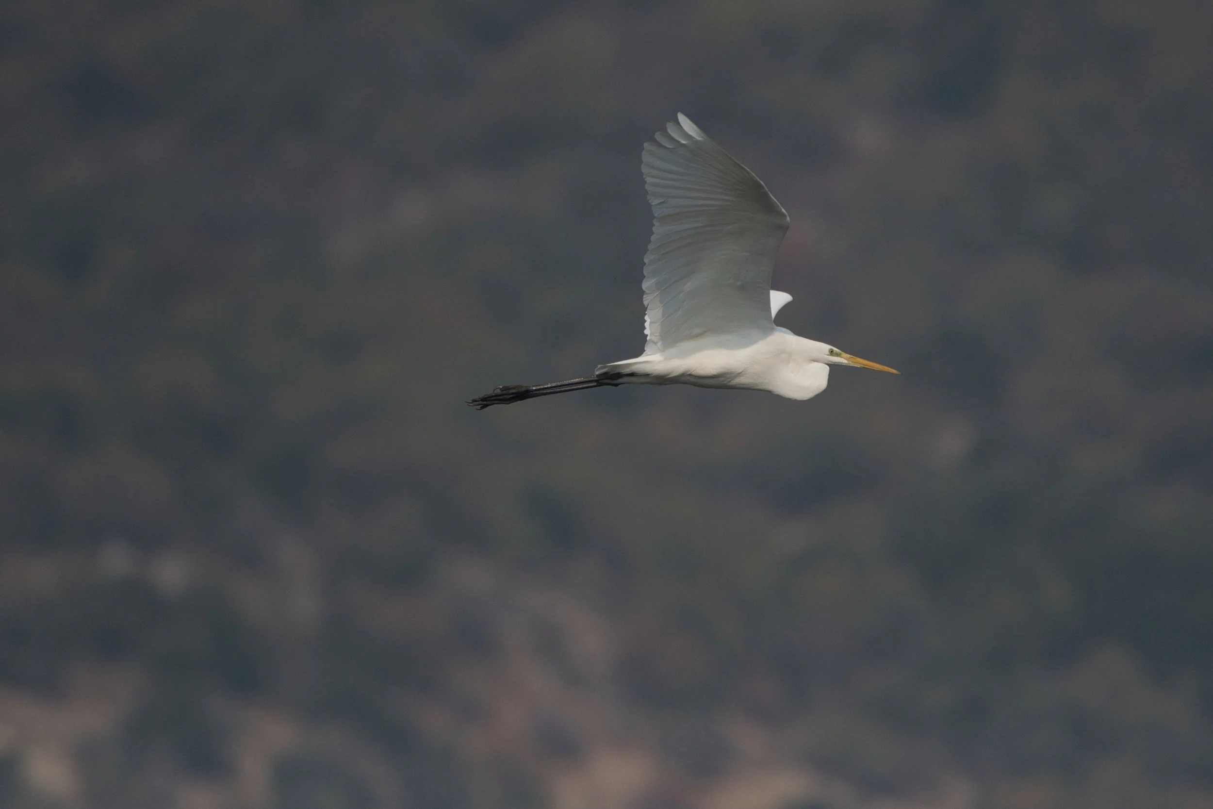 Western Cattle Egret (Bubulcus ibis)