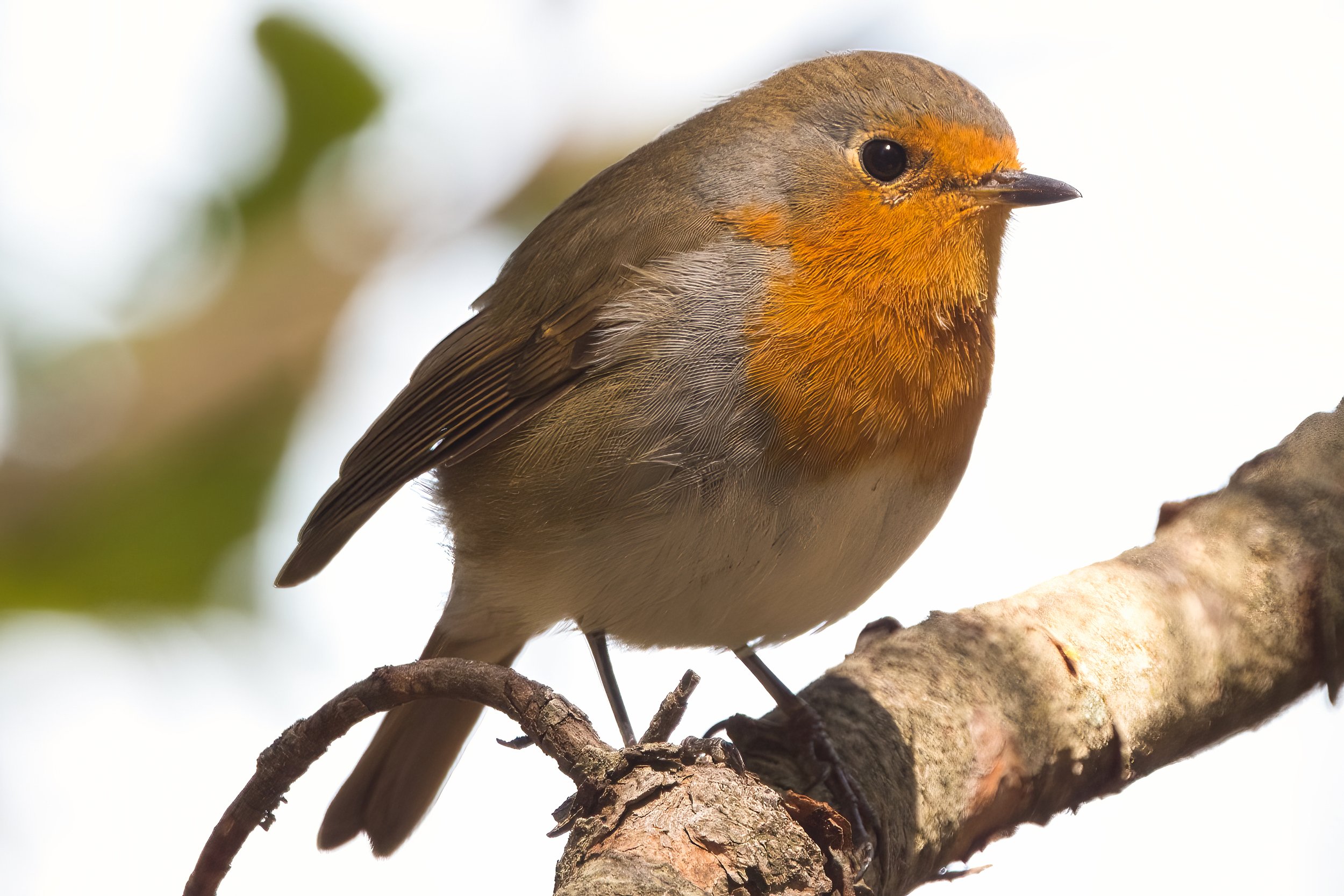 European Robin - Lebanon Lebanon