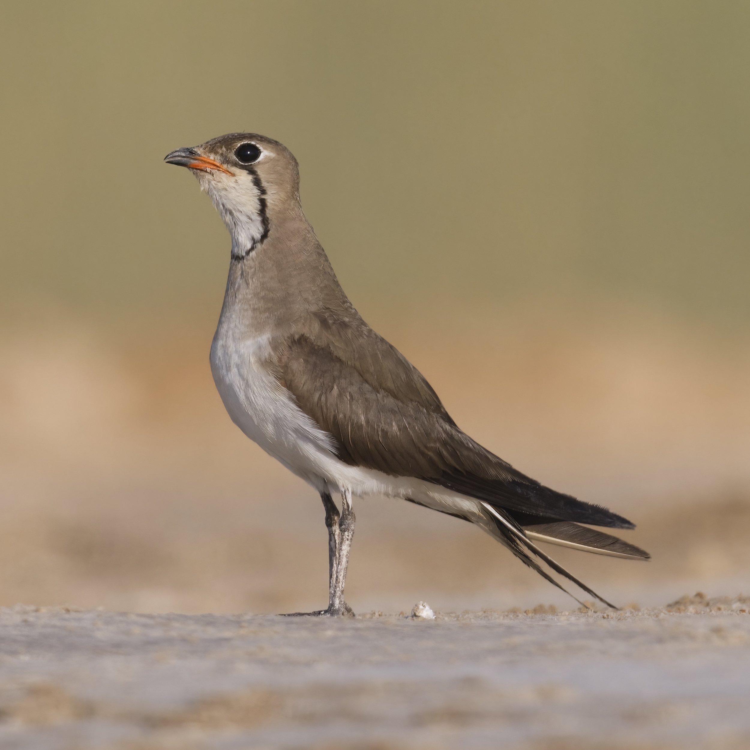 Canvas Print - Collared pratincole - square (1:1)