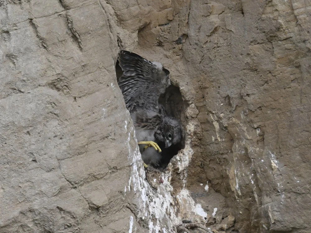 Eurasian Kestrel — best of the story