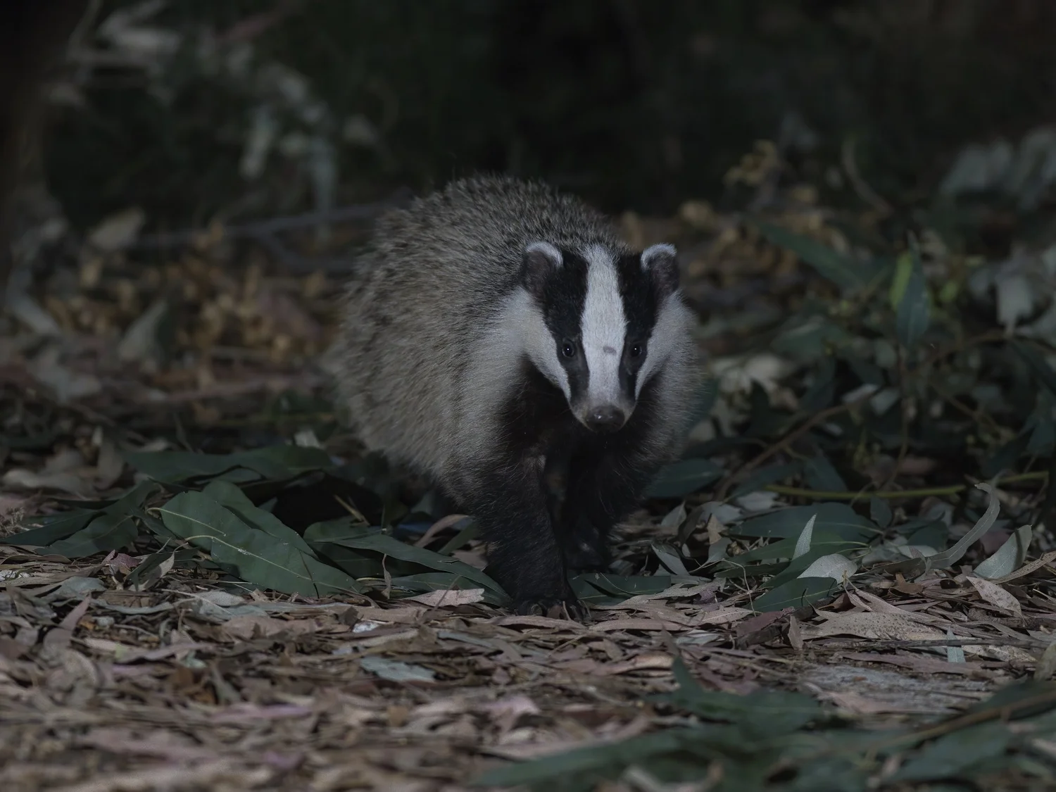 European badger walking across the forest floor at night, Ehdin, Lebanon