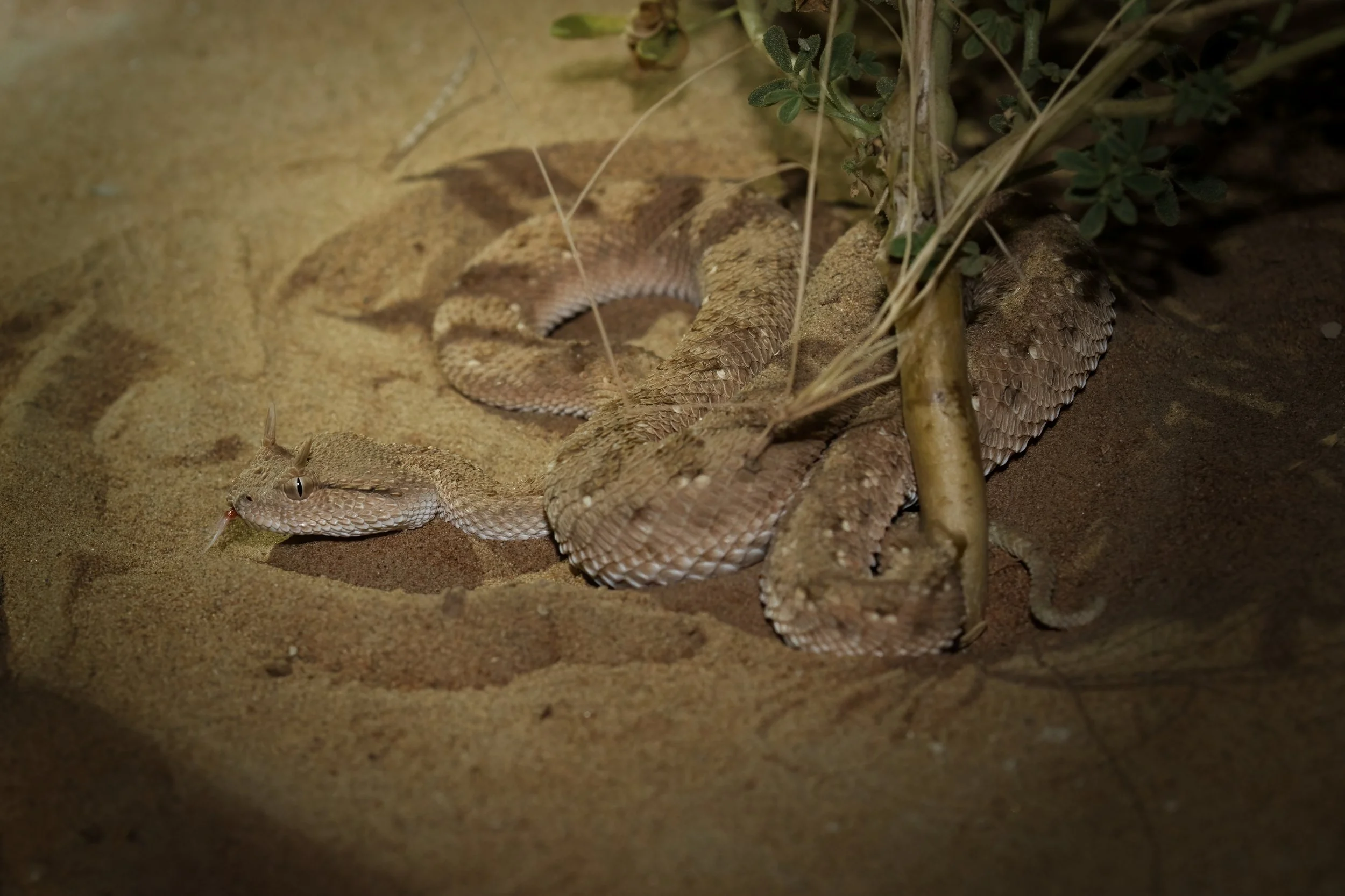 Arabian Horned Viper_Z090536.jpeg