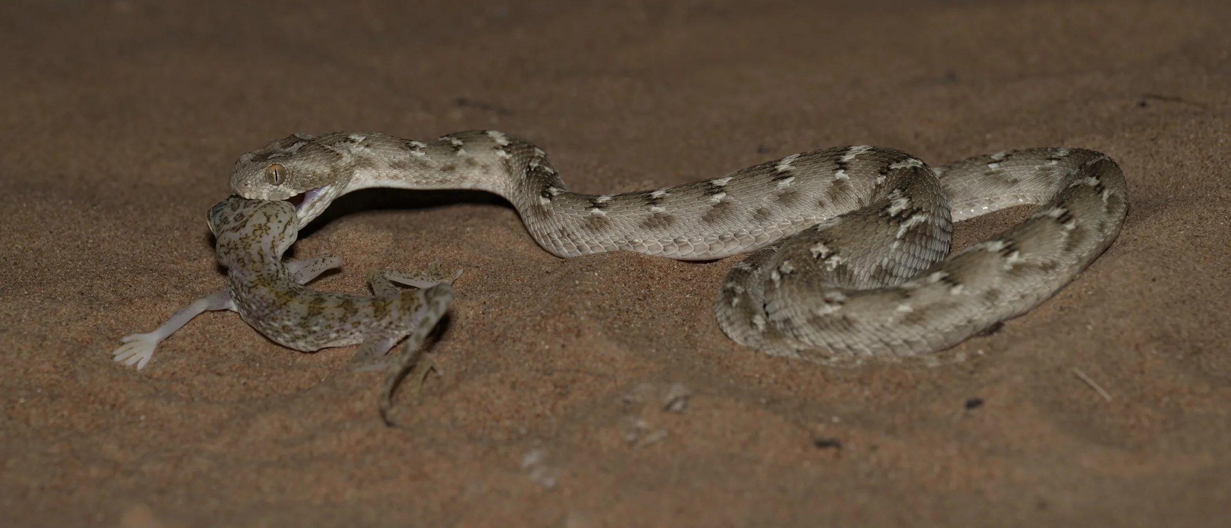 Sindh Saw-scaled Viper \ Echis carinatus