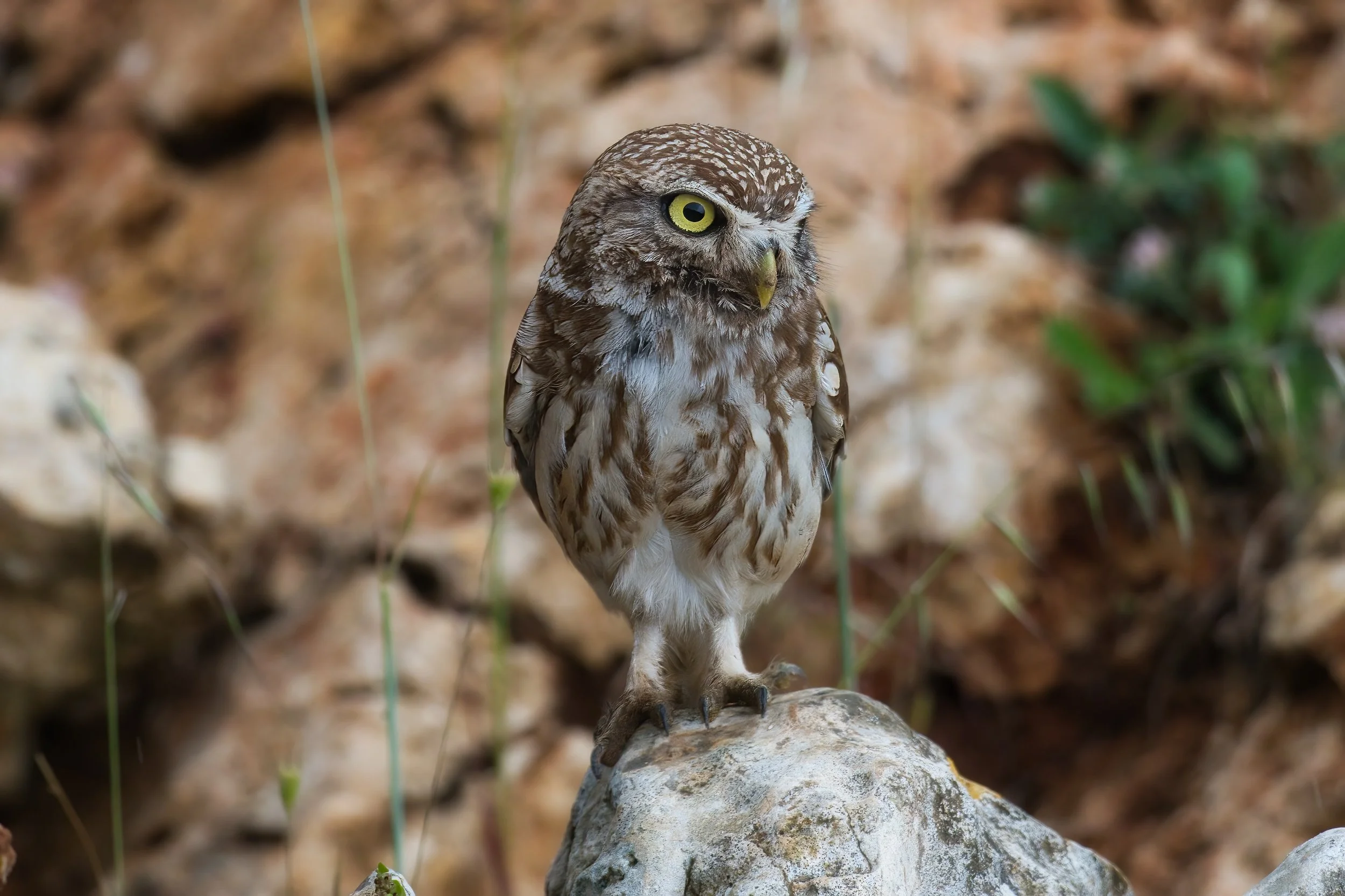 Little Owl, Lebanon Terbol 07-May