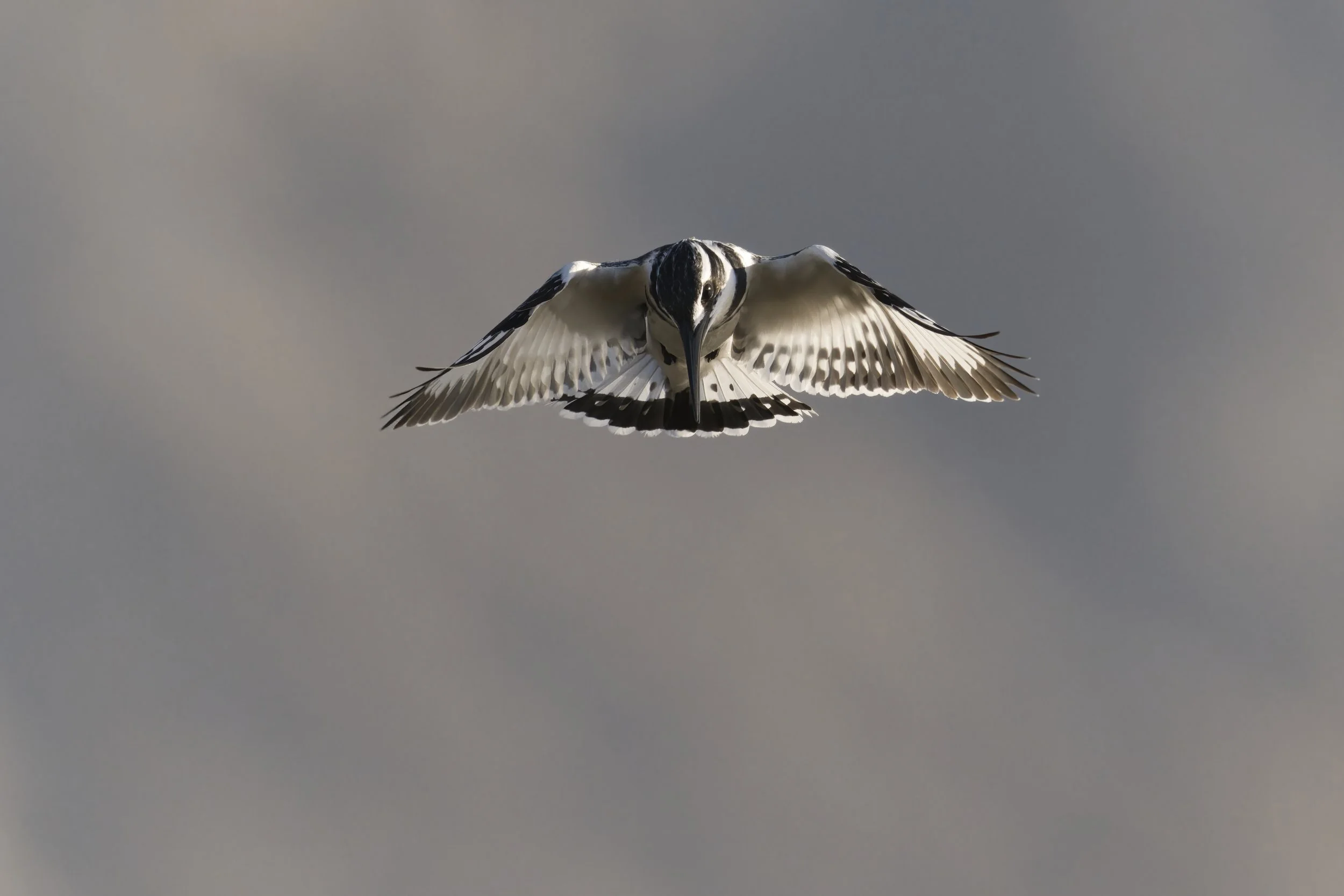 Best Birds watching Guide UAE