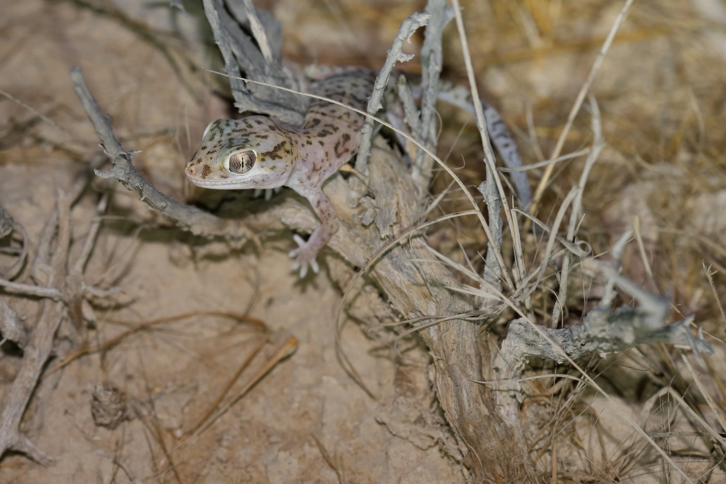 Eastern Sand Gecko | وزغ الرمال الشرقي | Stenodactylus leptocosymbotes