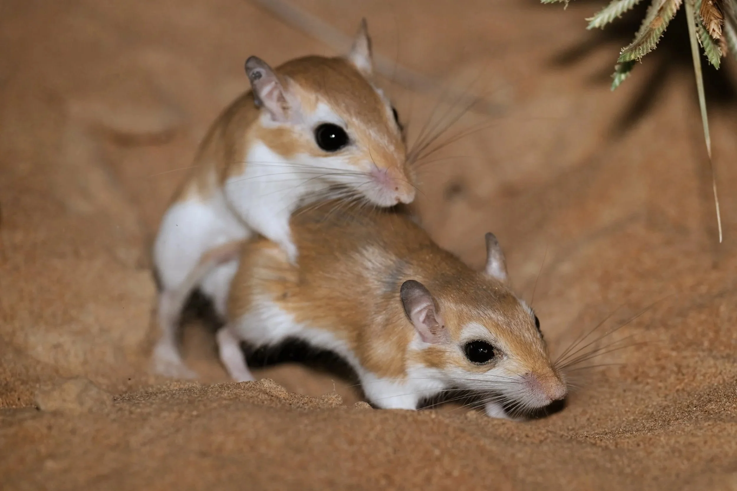 Close-up of two gerbils with orange and white fur, one looking forward and the other looking downward, on a sandy surface with some greenery in the background.