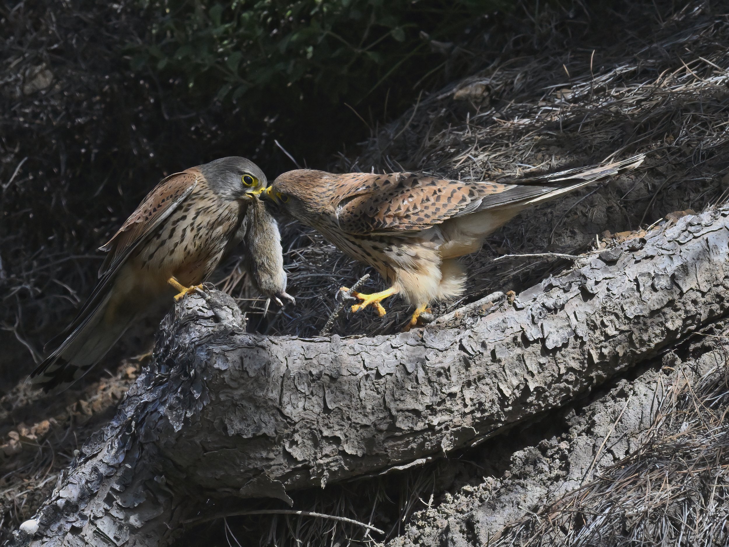 Wildlife Lebanon
