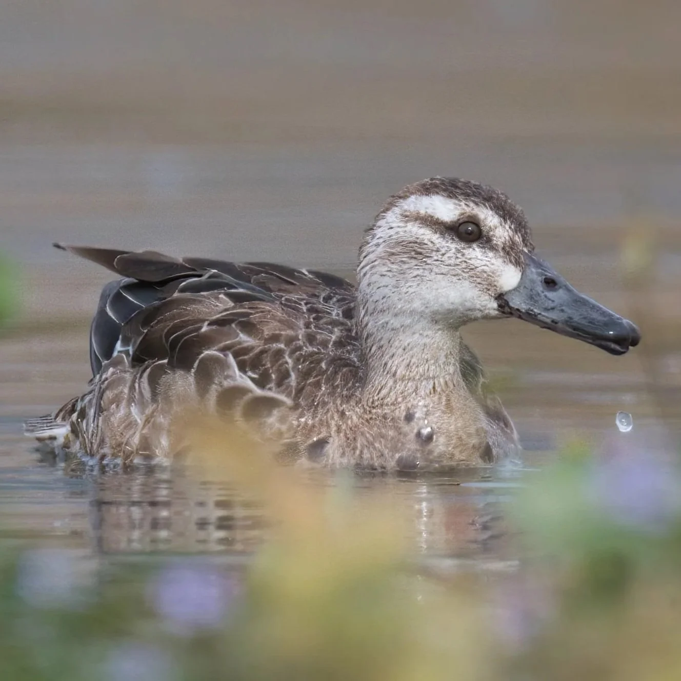  Garganey (Spatula querquedula)