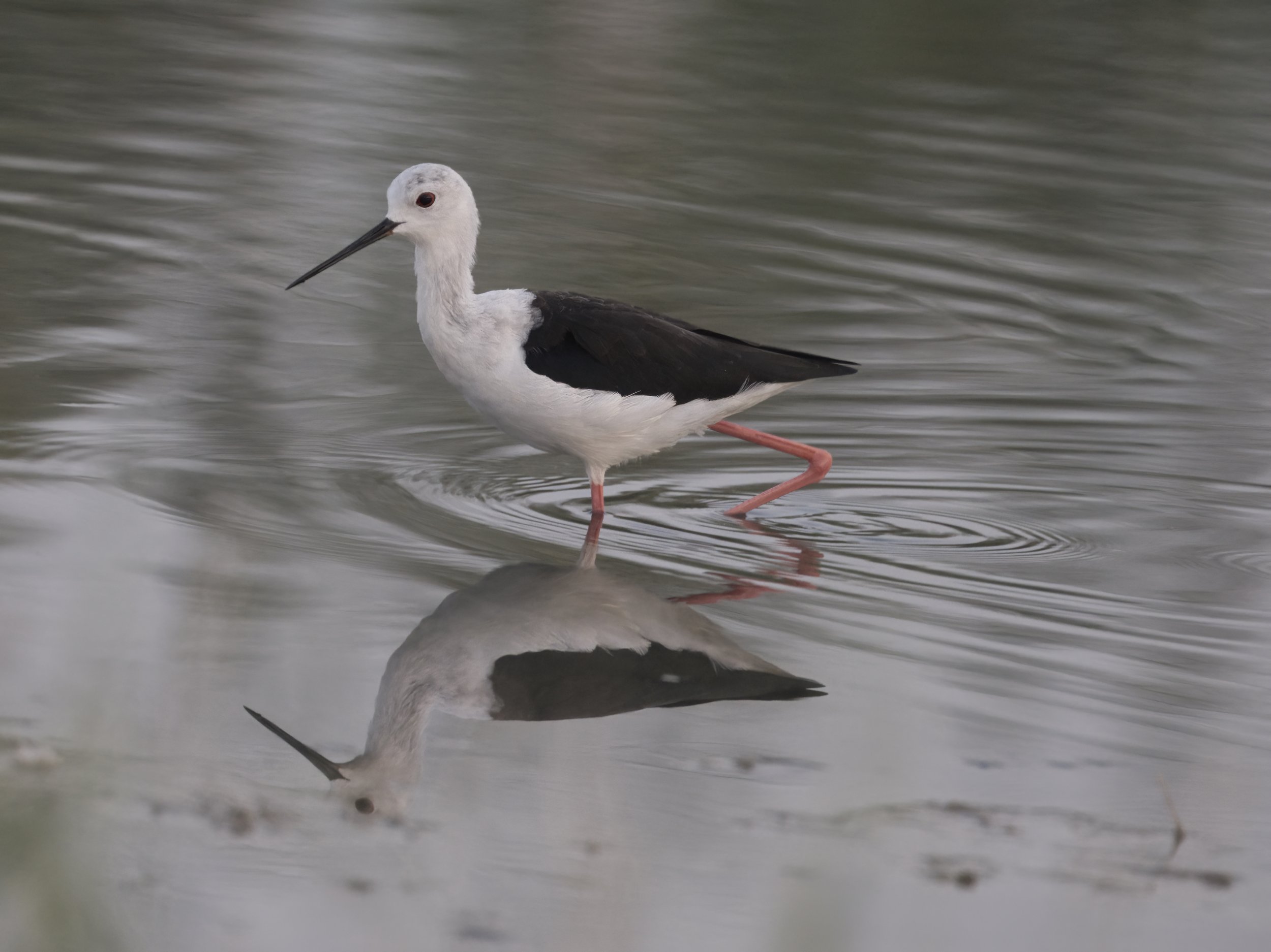 Birds of United Arab Emirates UAE