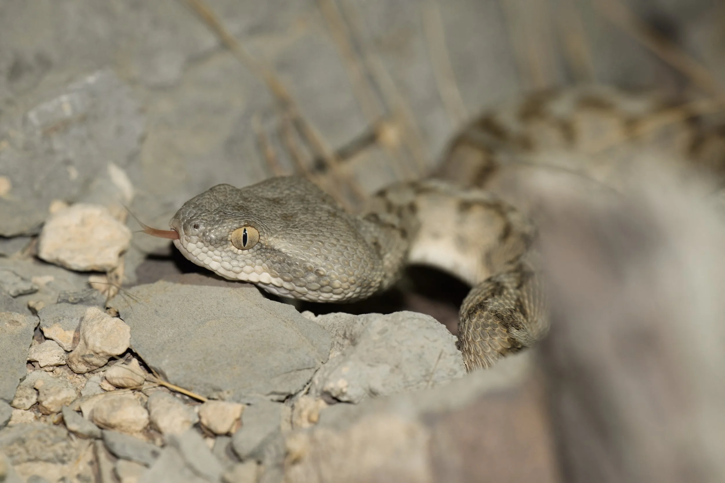 Hajar Saw-scaled Viper \ Echis omanensis