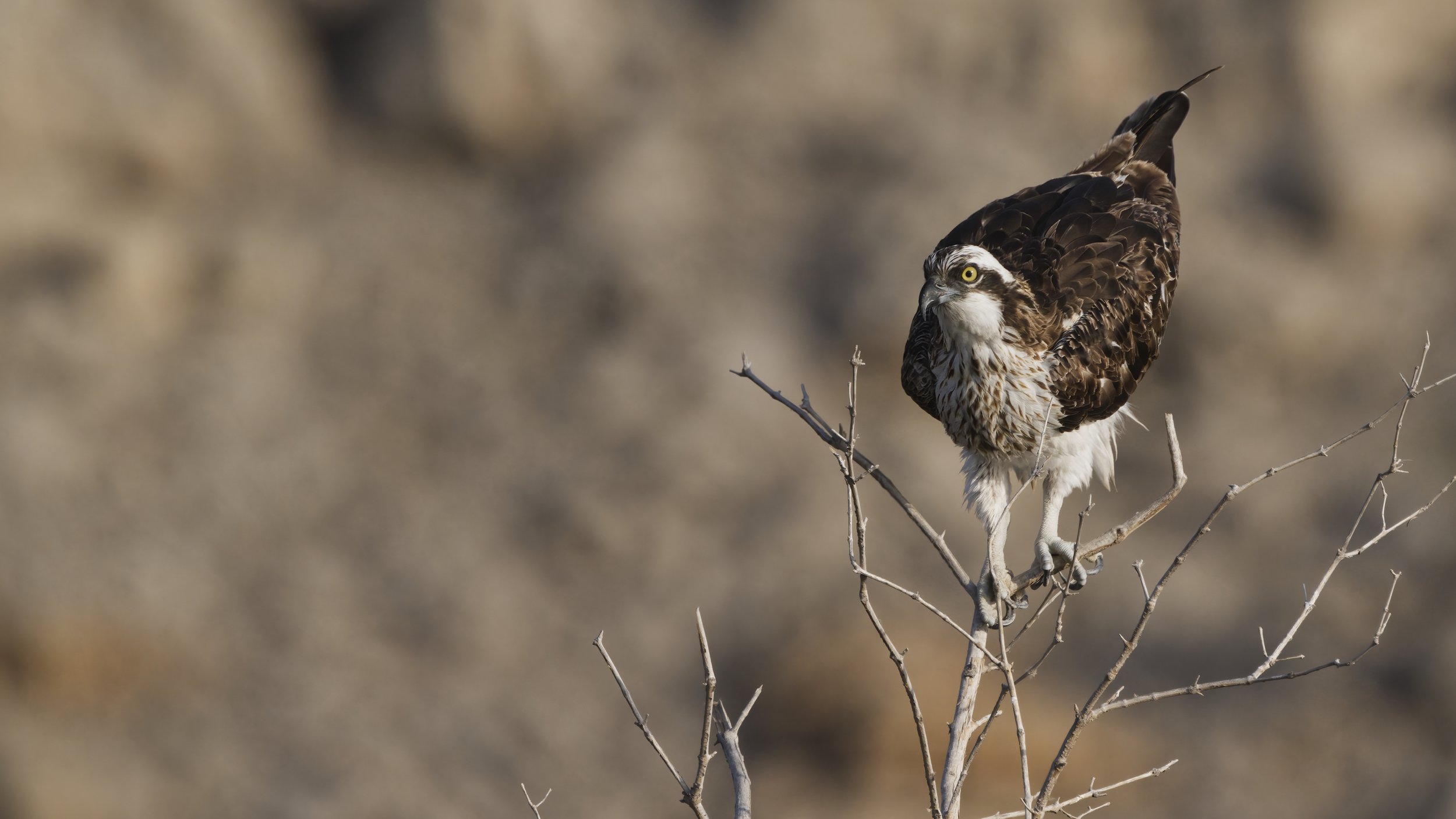 Birds watching trips UAE