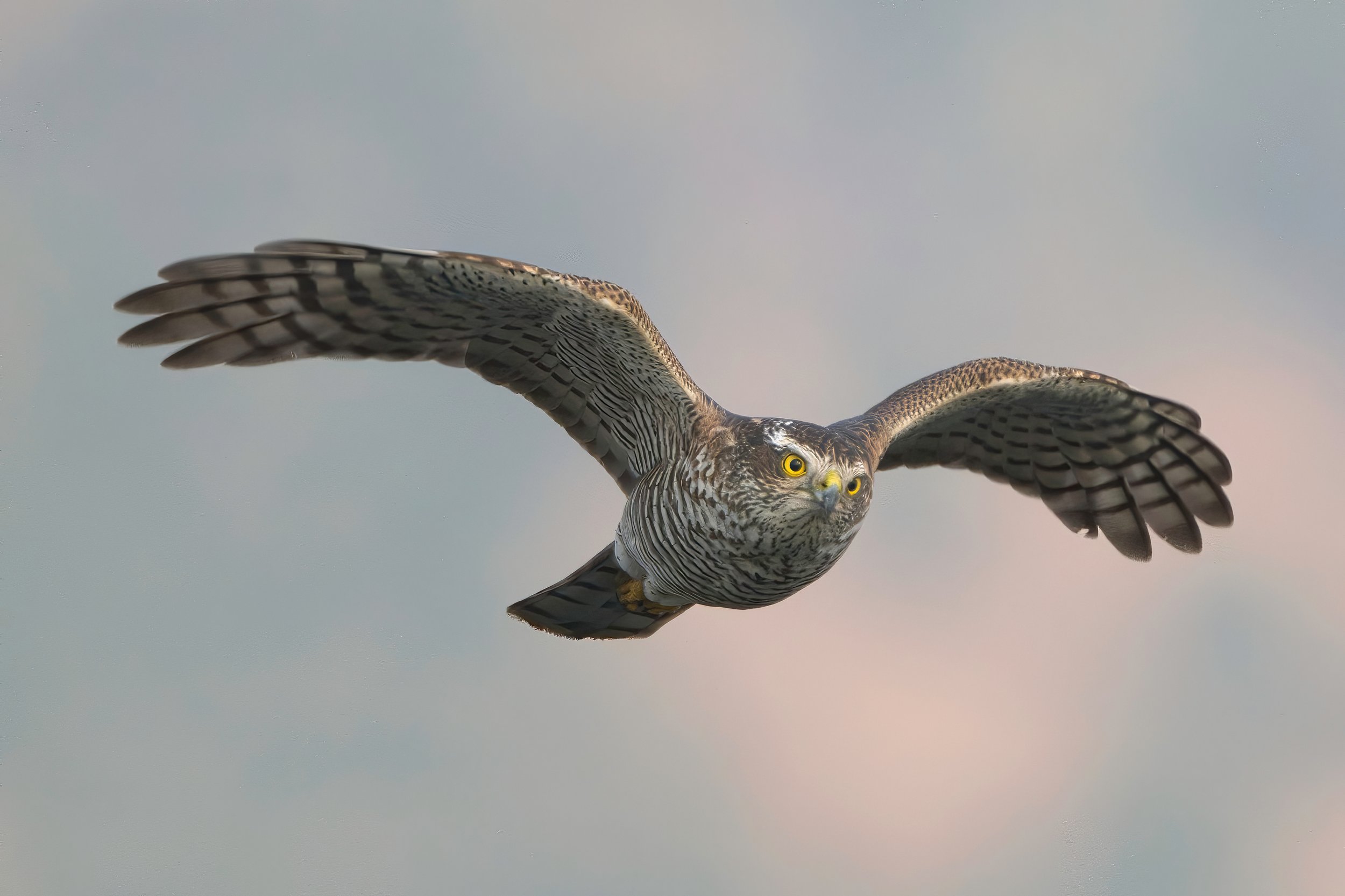 Birds of prey lebanon
