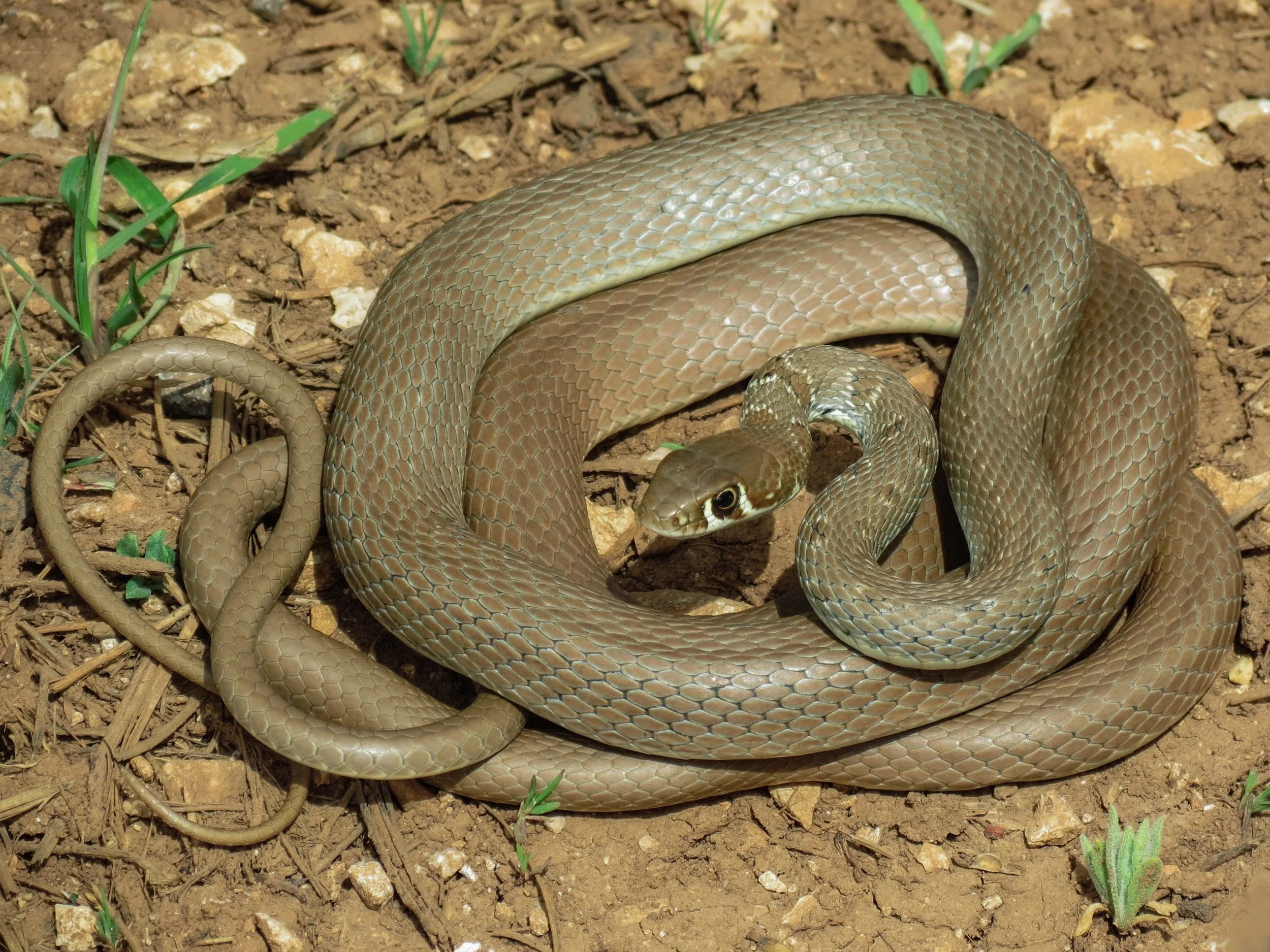 Photo credit : Jad Mershed