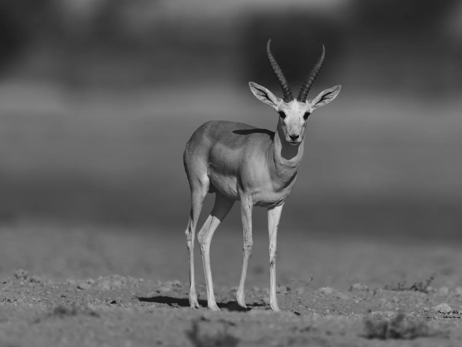 Arabian Sand Gazelle | غزال الريم العربي | Gazella marica — Wildlife ...