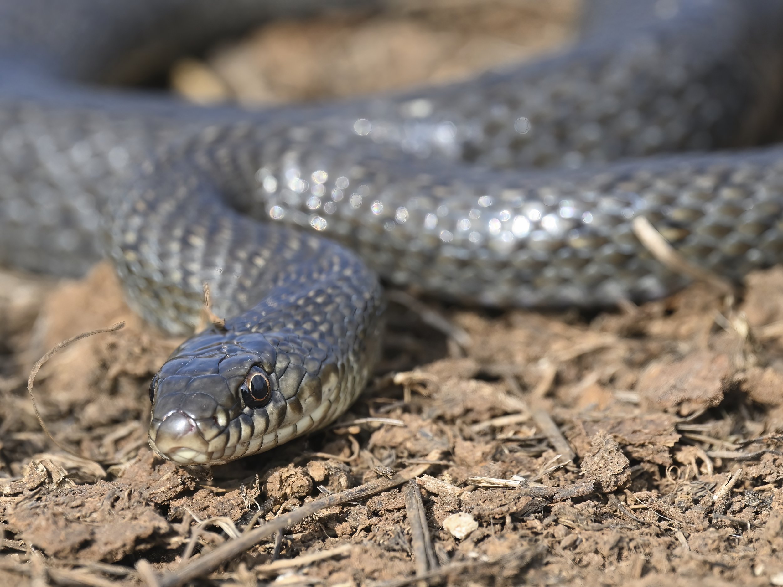 Juvenile Large Whip Snake (Dolichophis jugularis)