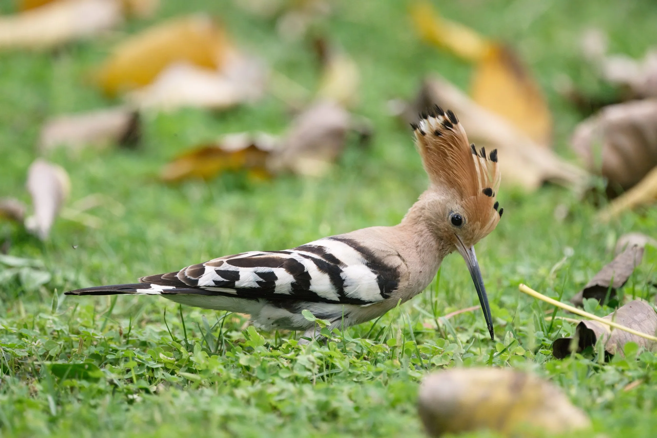 Eurasian Hoopoe (هدهد أوراسي)