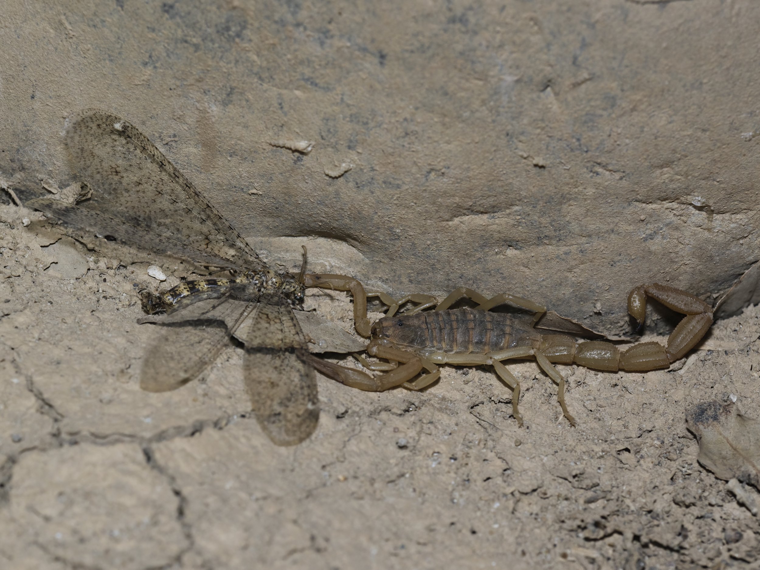 scorpion lebanon