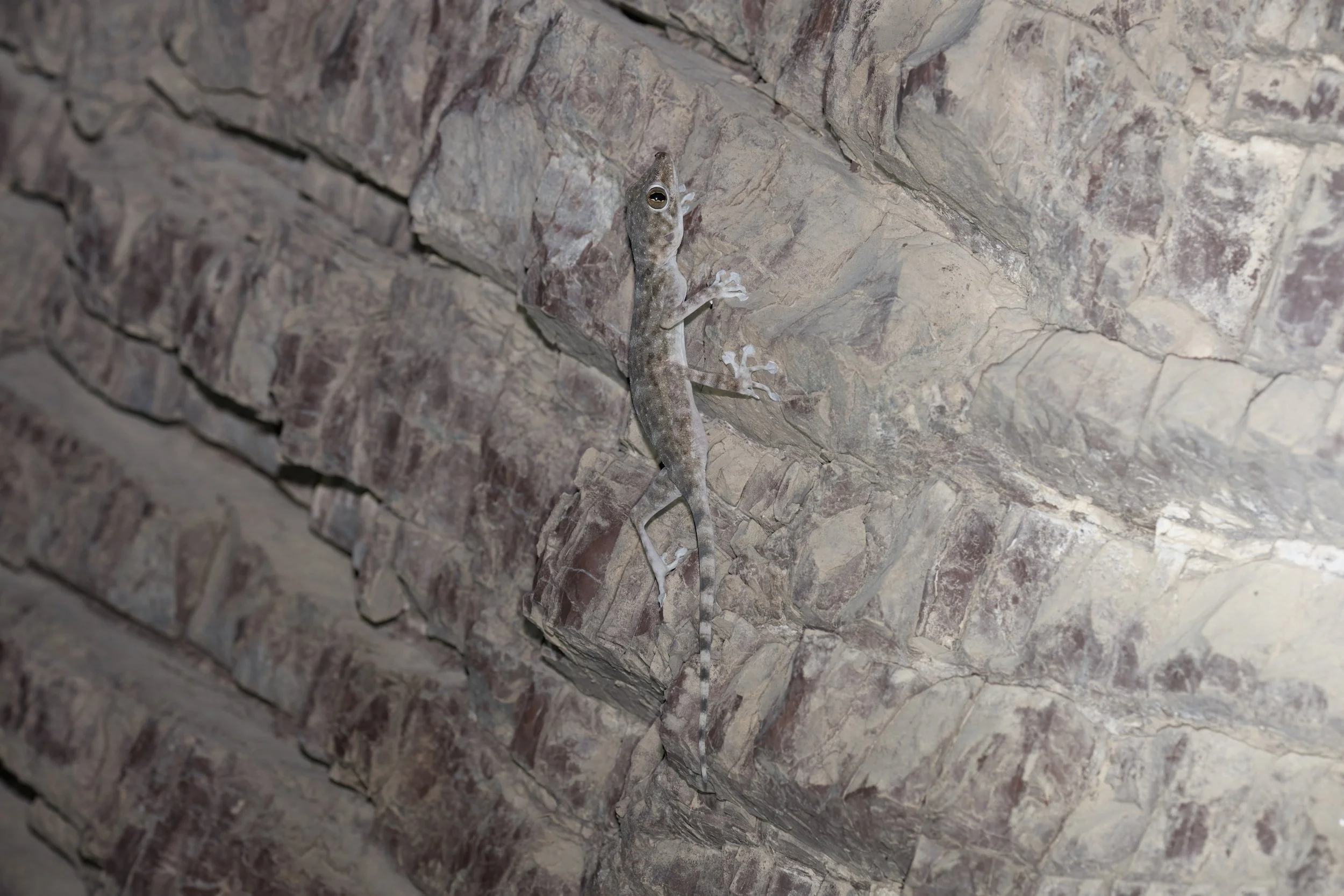 Orlov’s Fan-footed Gecko_Z091414.jpeg