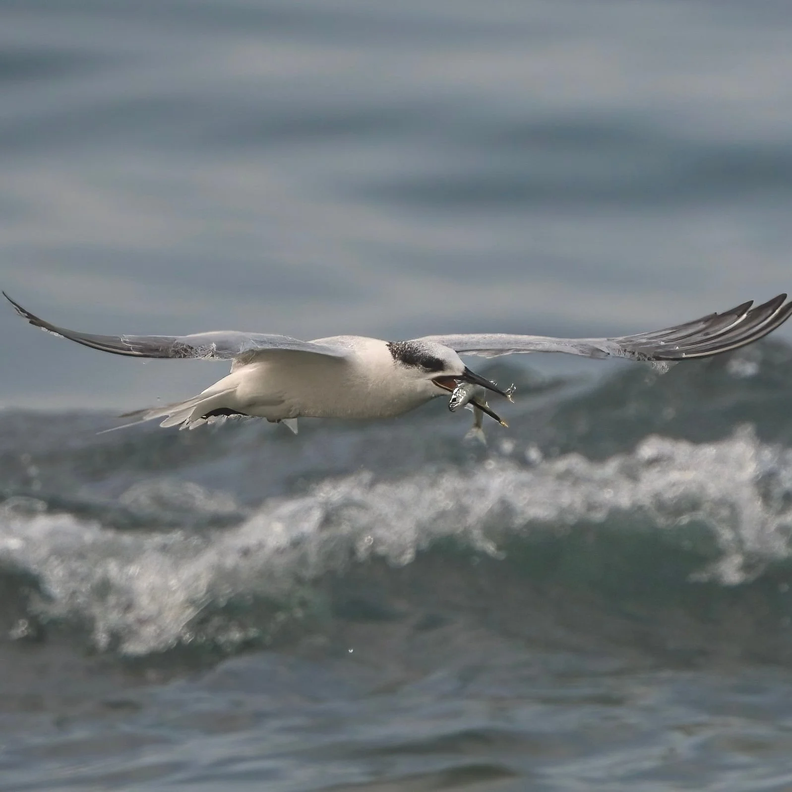 wildlife photography at sea