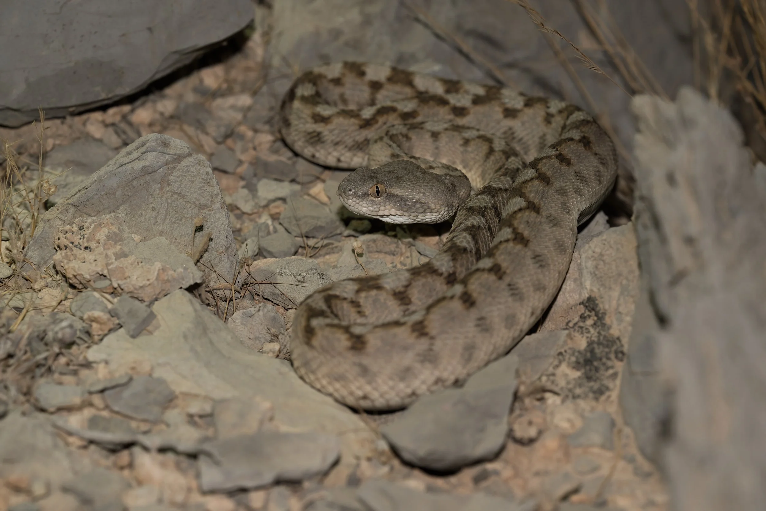 Hajar Saw-scaled Viper \ Echis omanensis