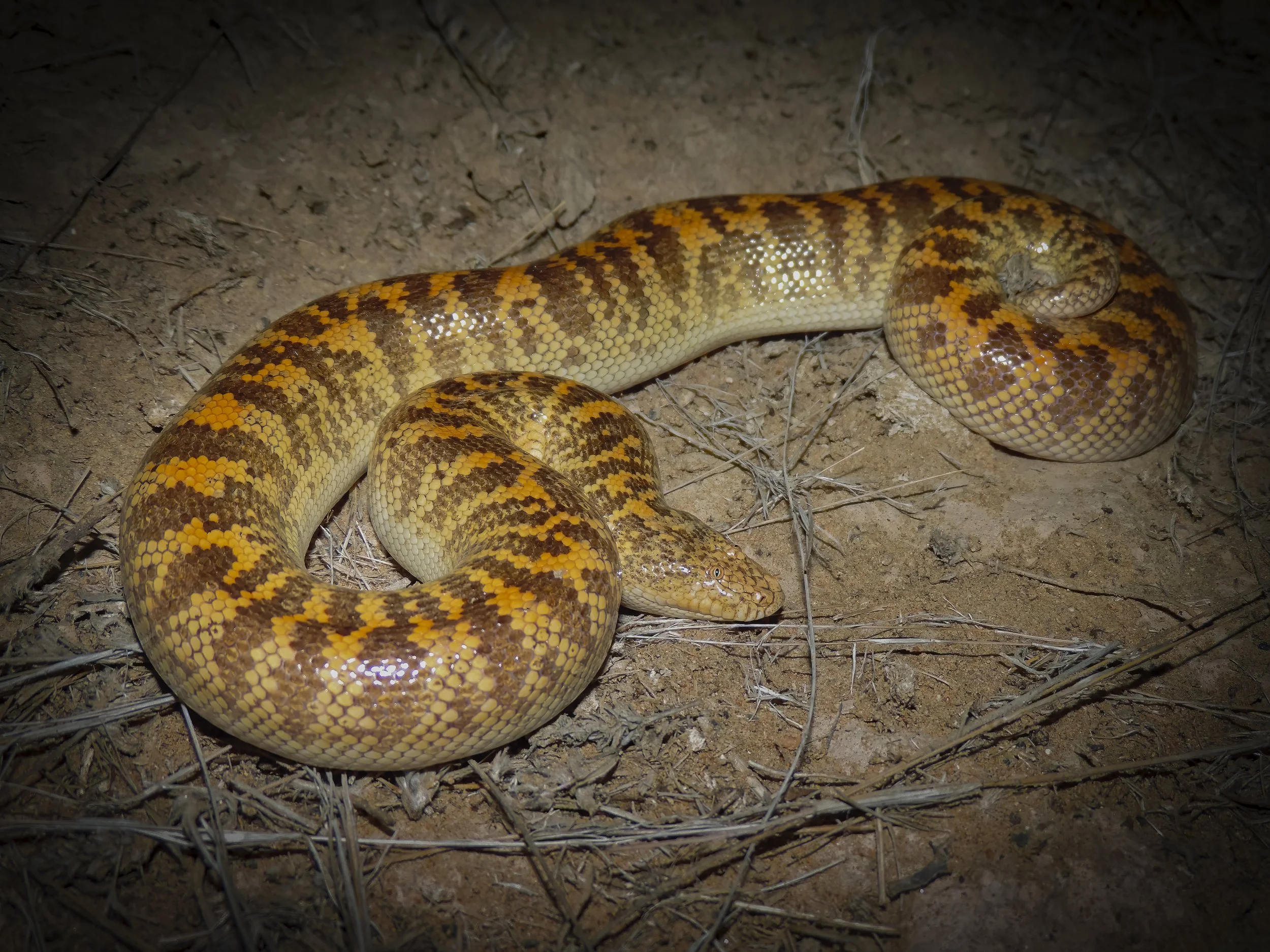 Arabian Sand Boa (Eryx jayakari) by Rami Khashab
