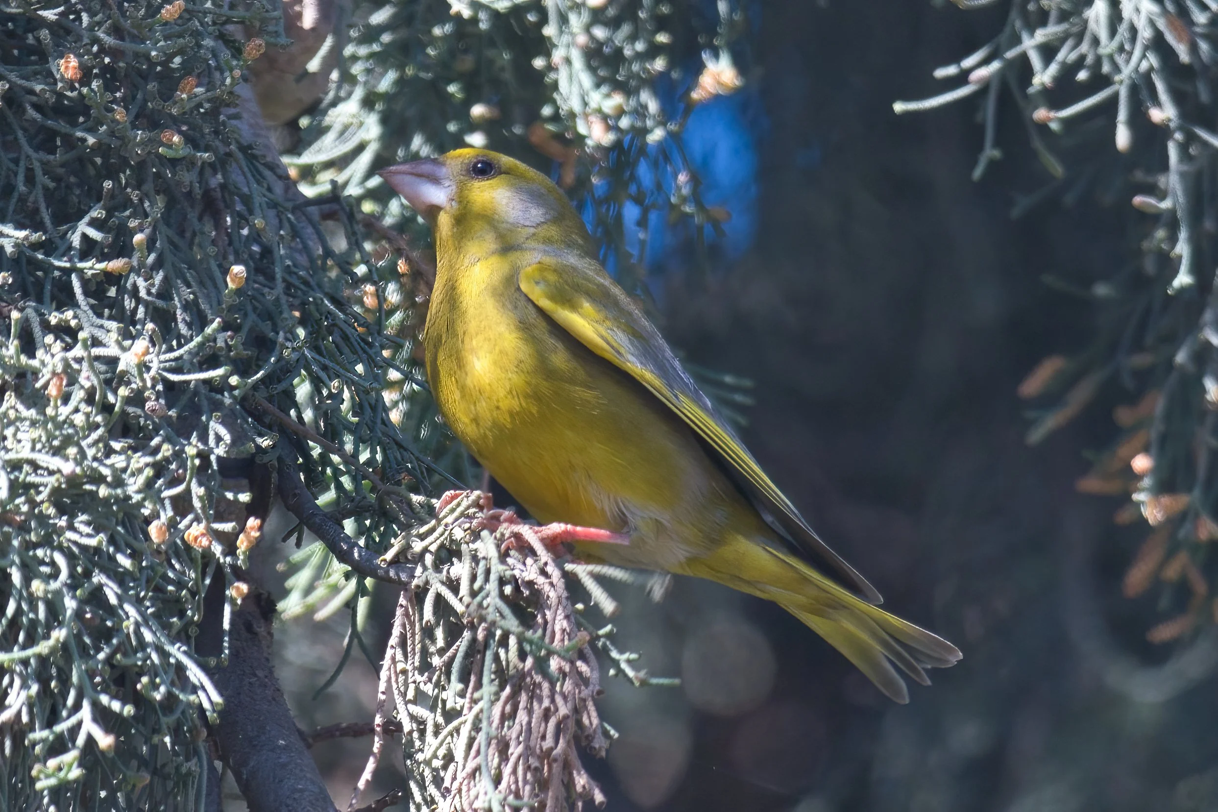 European Greenfinch | الحسون الأخضر الأوروبي | Chloris chloris