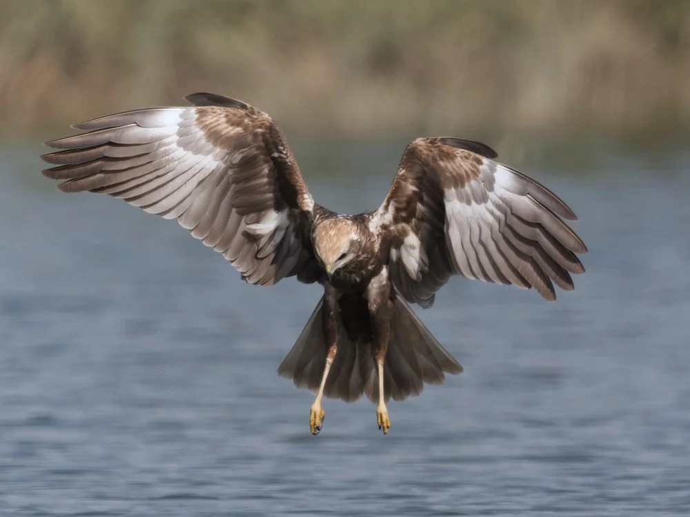 Western Marsh Harrier in flight, Lebanon