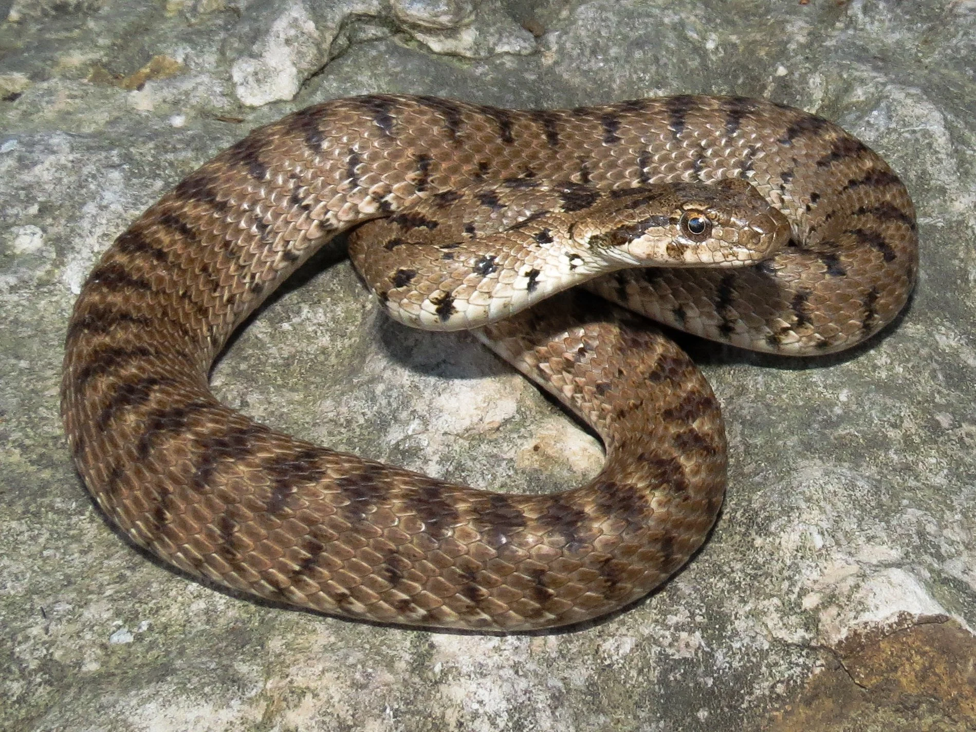 Photo credit : Jad Mershed