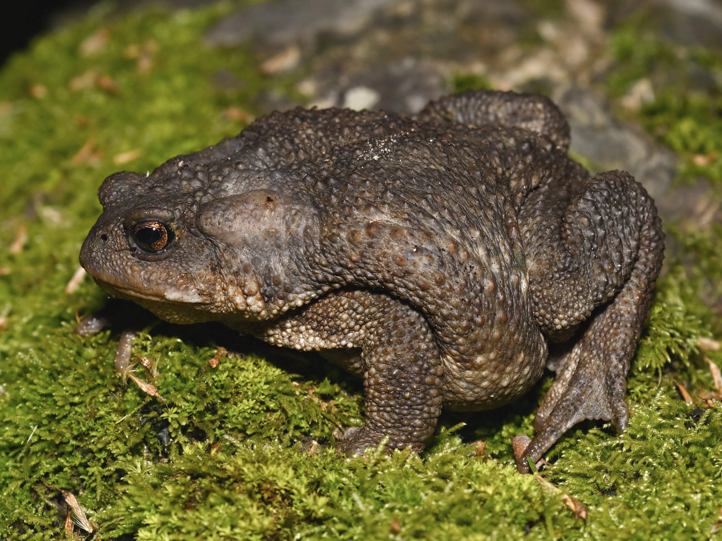 Amphibians lebanon