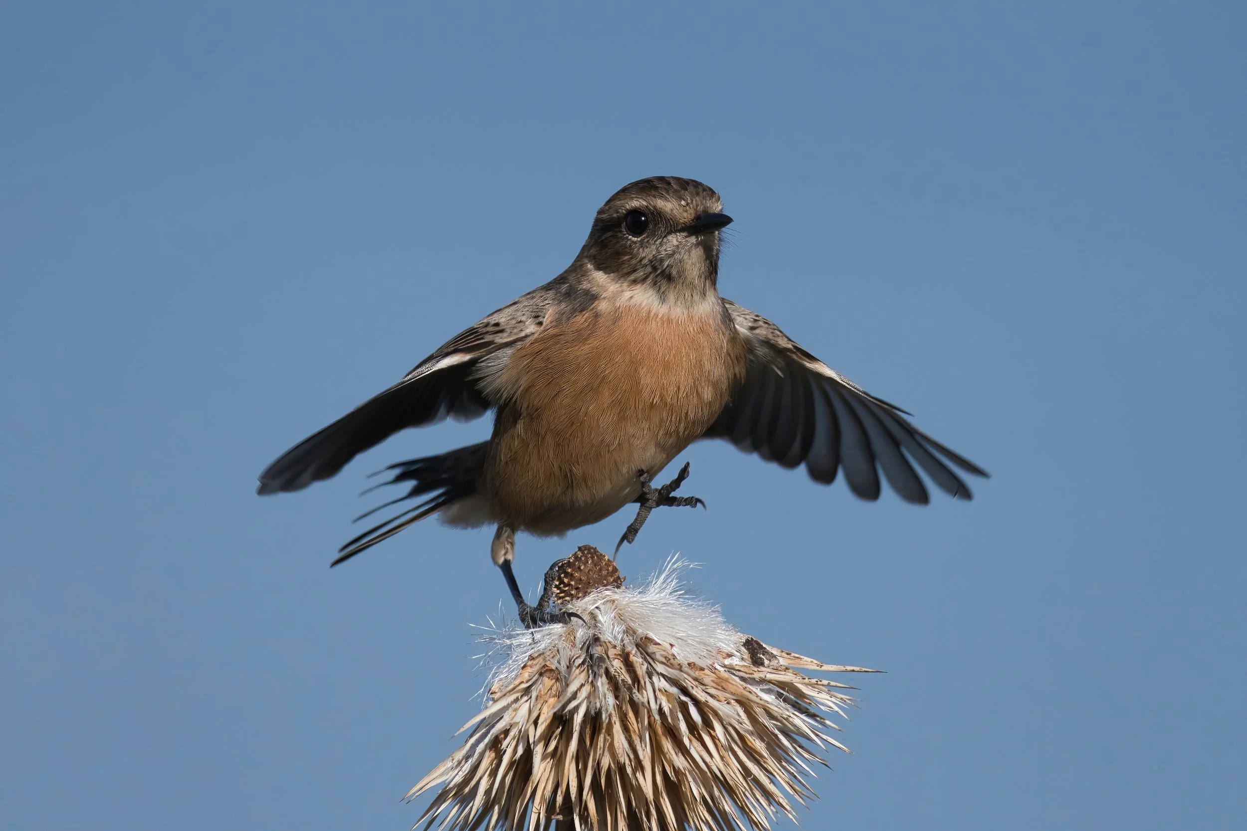 European Stonechat (القليعي الأوروبي) \ Saxicola rubicola