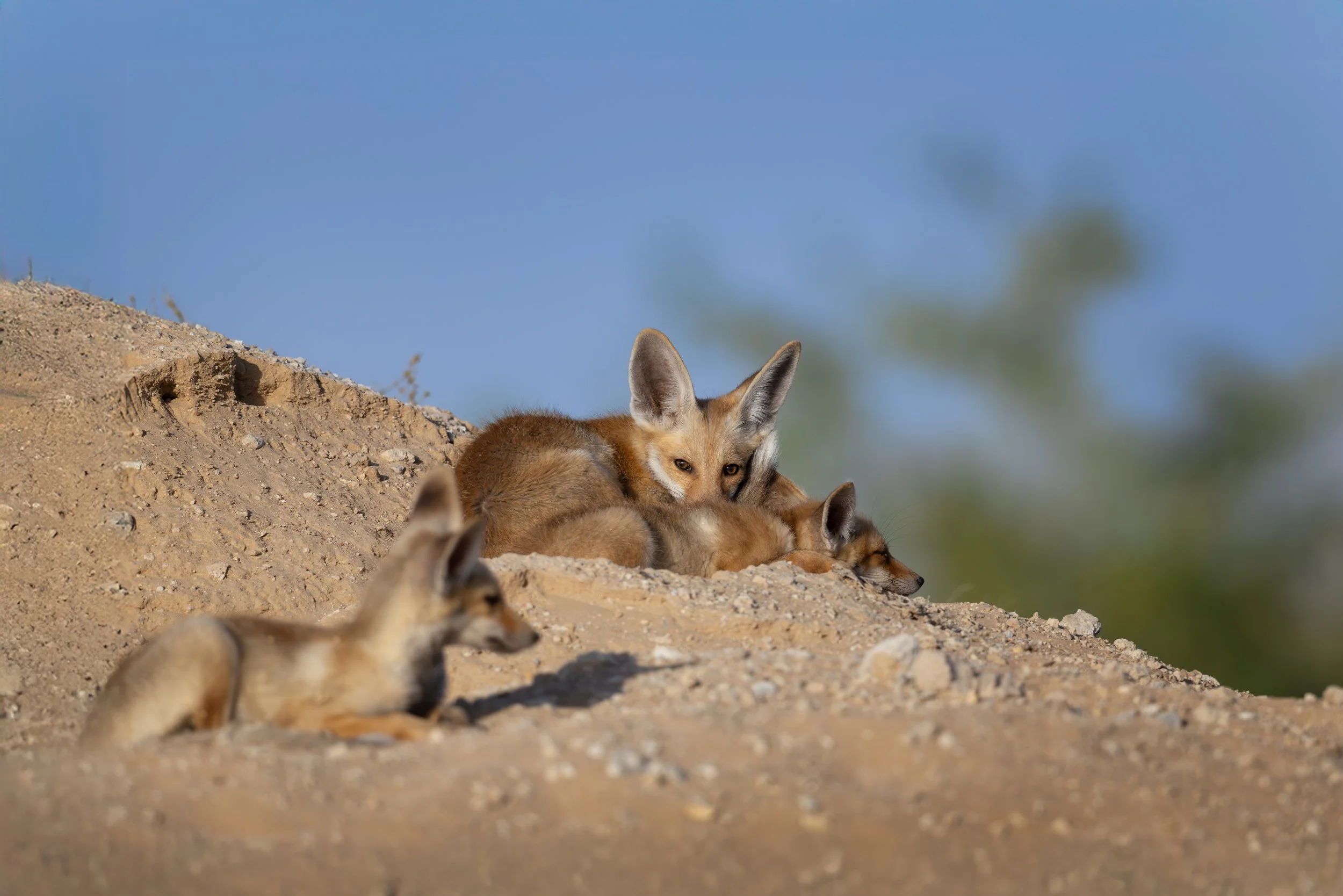 Photo Credit: Shawn Parker