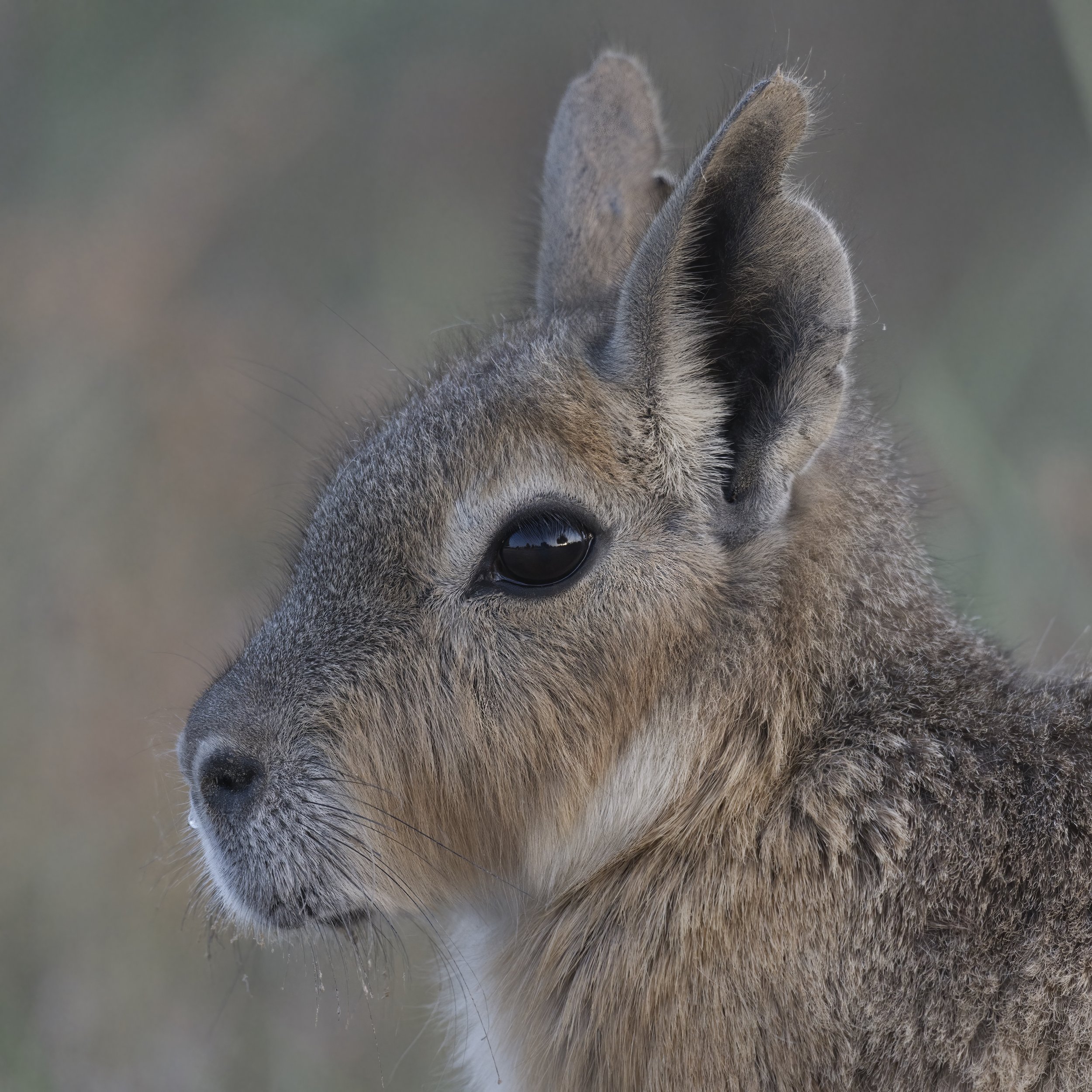 Patagonian Mara (Dolichotis patagonum)