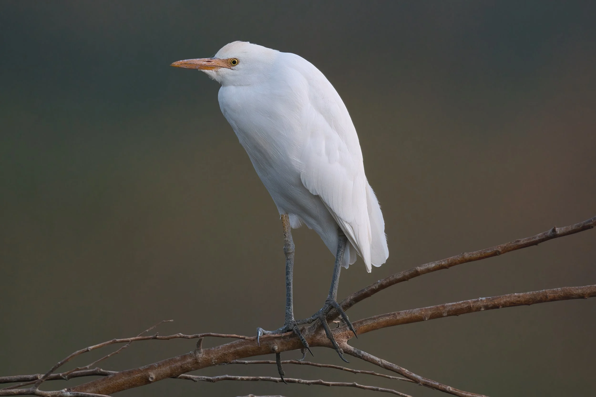 بلشون الماشية ، أبو قردان
