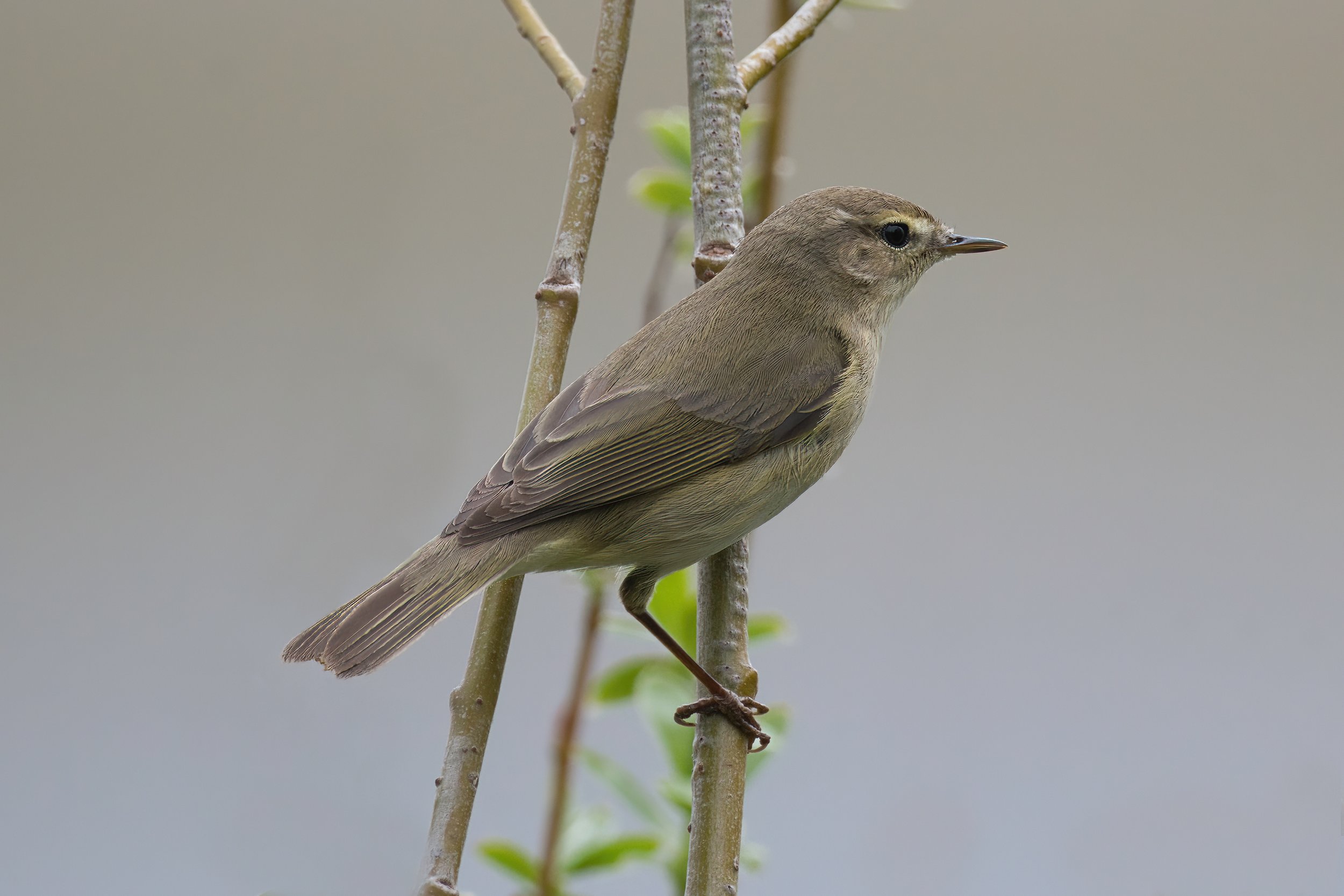 Willow Warbler D54_0110.jpeg